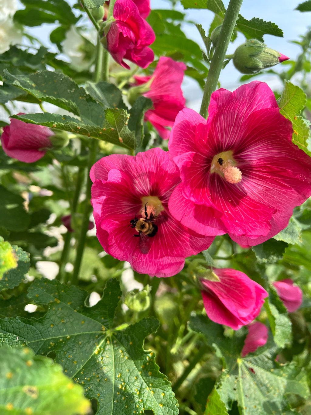 25 BRIGHT PINK HOLLYHOCK Alcea Rosea Perennial Flower Seeds