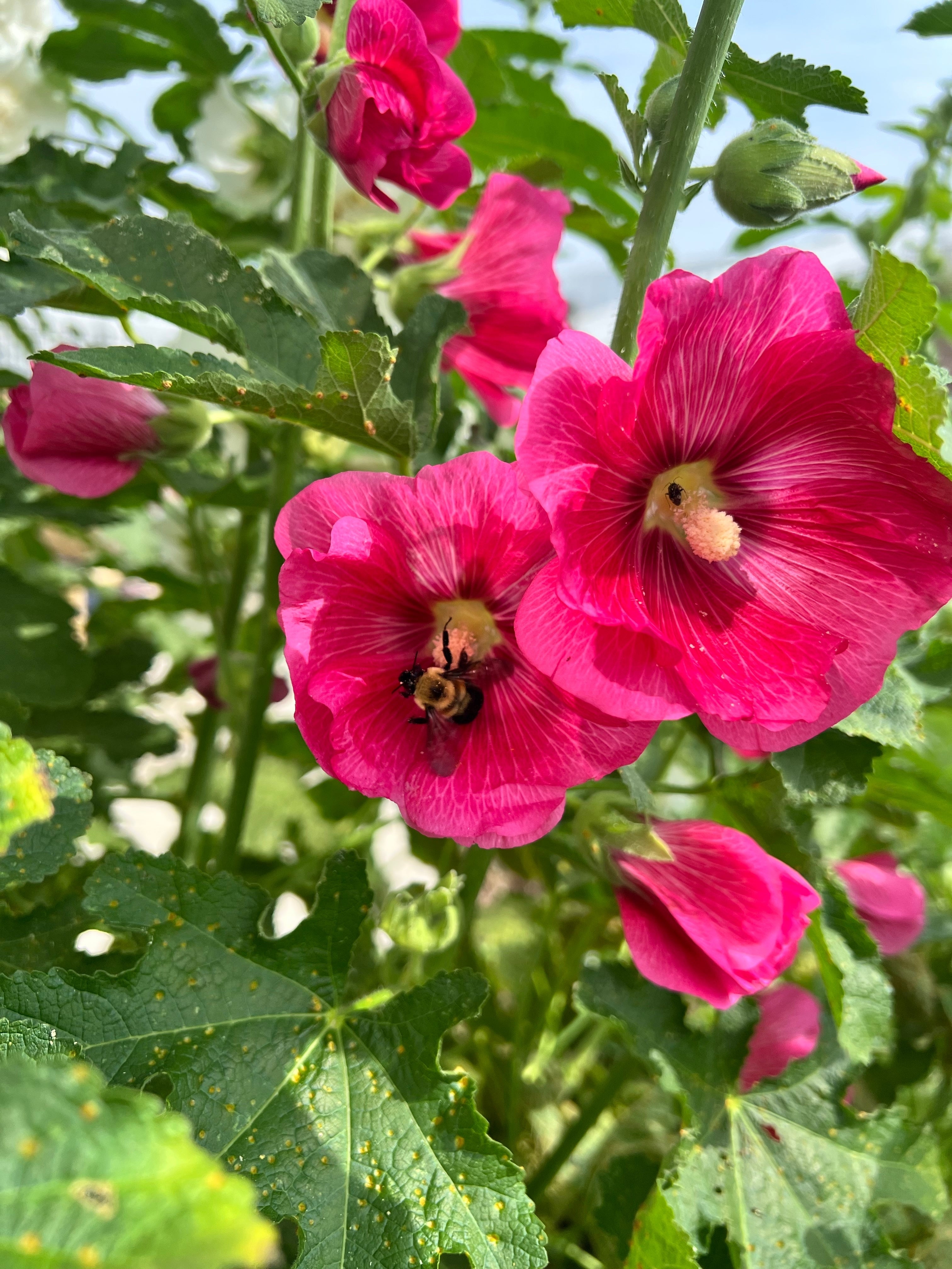25 BRIGHT PINK HOLLYHOCK Alcea Rosea Perennial Flower Seeds