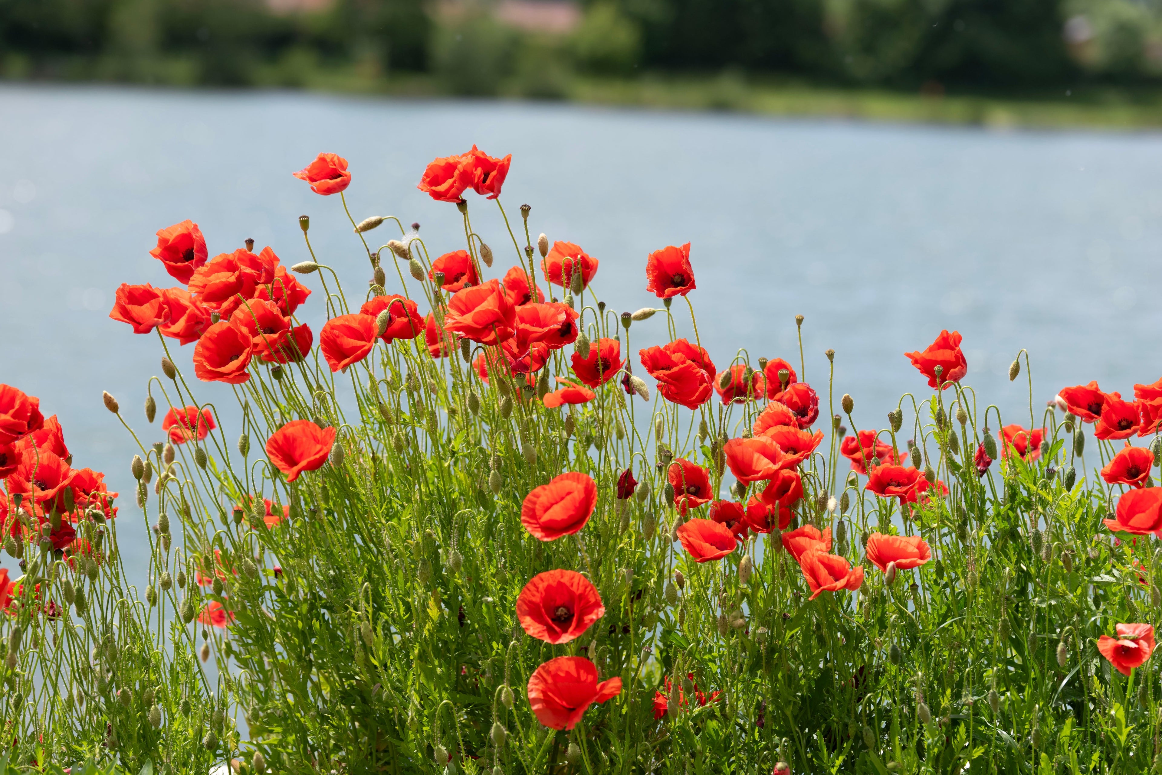 1000 Red AMERICAN LEGION (Corn / Shirley / Flanders) POPPY Papaver Rhoeas Flower Seeds