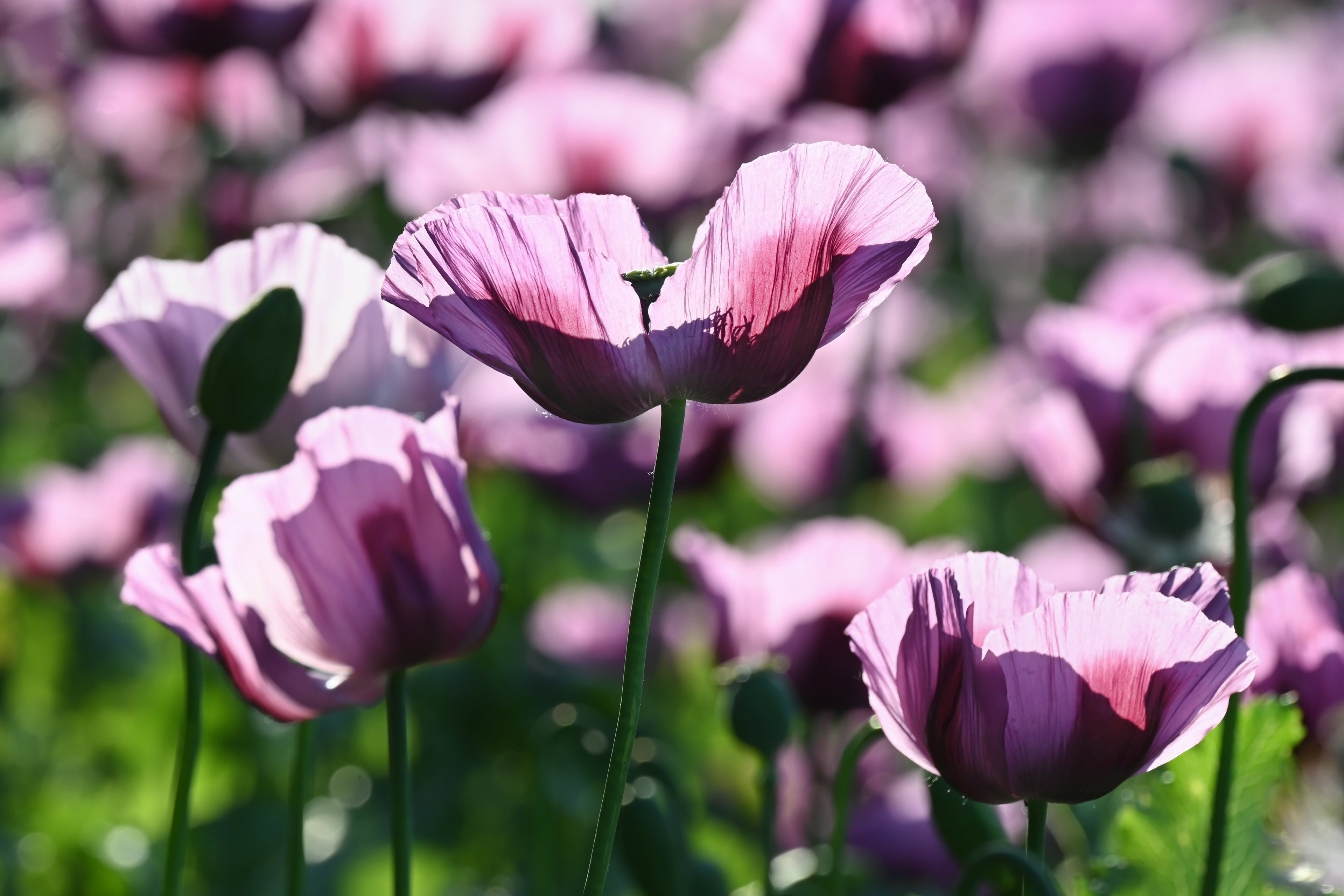 1000 LAVENDER POPPY Purple Papaver Somniferum Flower Seeds
