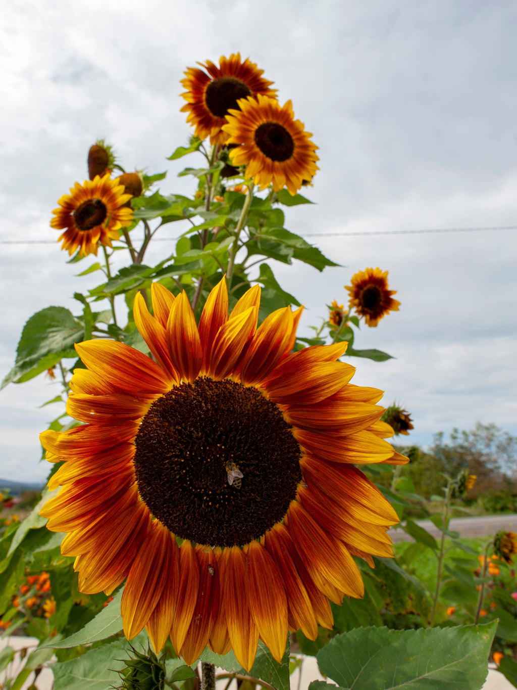 100 AUTUMN BEAUTY SUNFLOWER Helianthus Annuus Flower Seeds