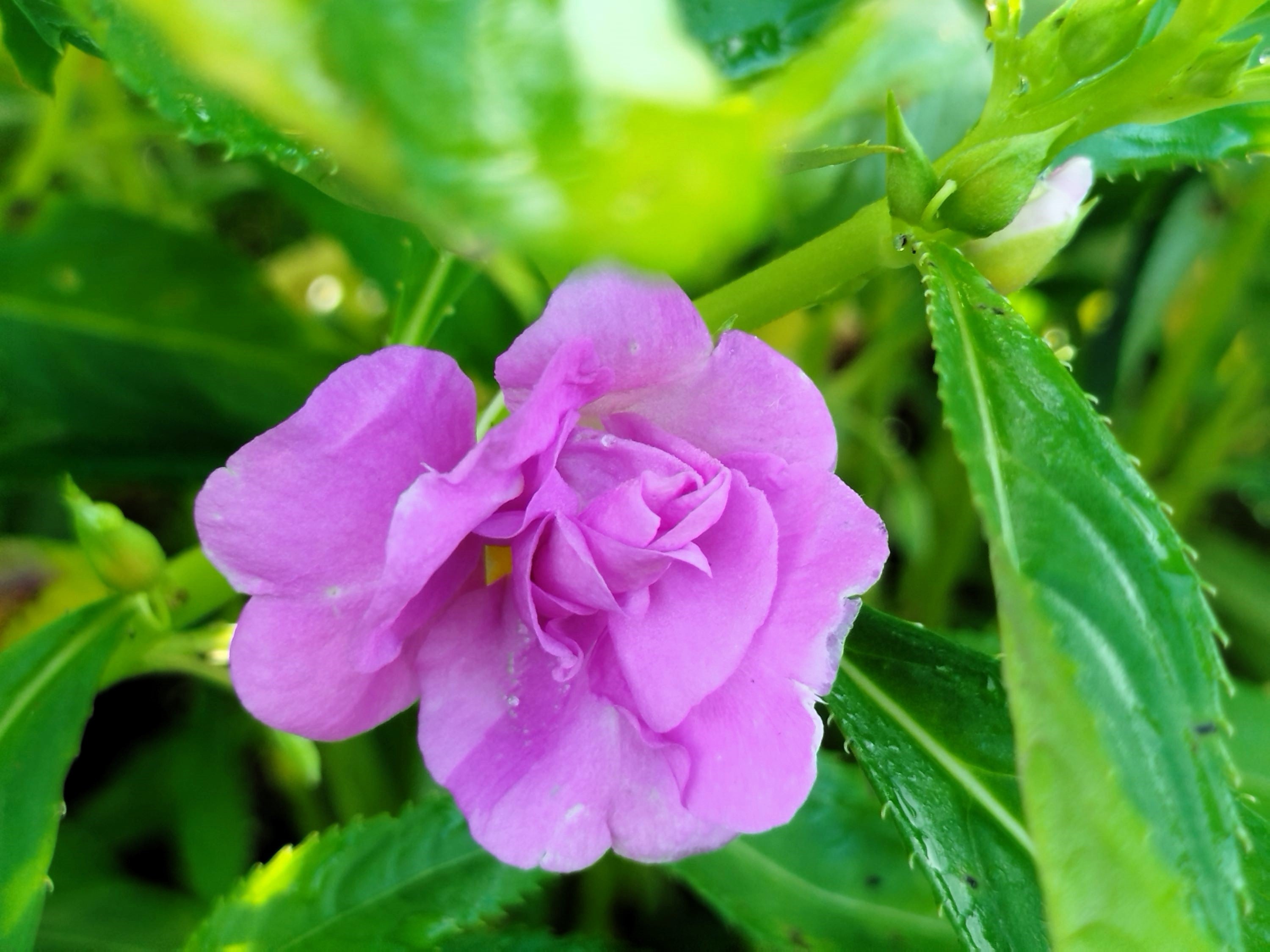 100 Mixed Colors DOUBLE CAMELLIA IMPATIENS (Balsam / Lady Slipper / Touch Me Not) Impatiens Balsamina Flower Seeds