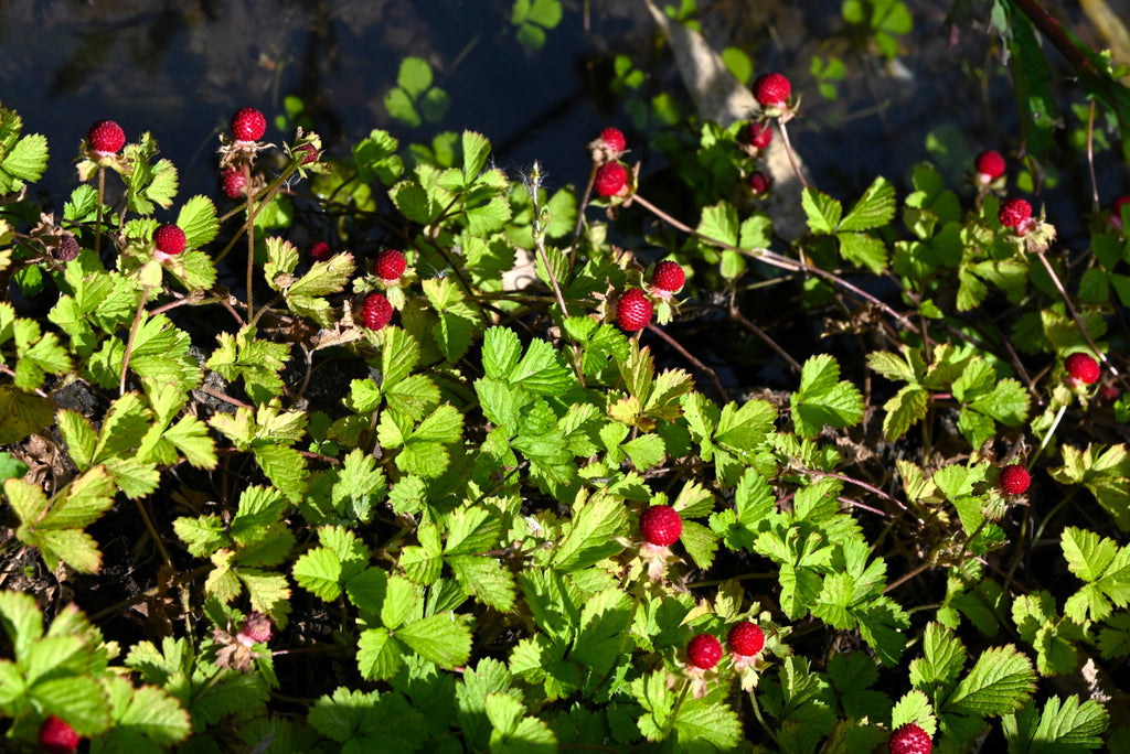 50 Red Indian TUTTIFRUTTI STRAWBERRY Duchesnea Indica Flower Berry Fruit Seed