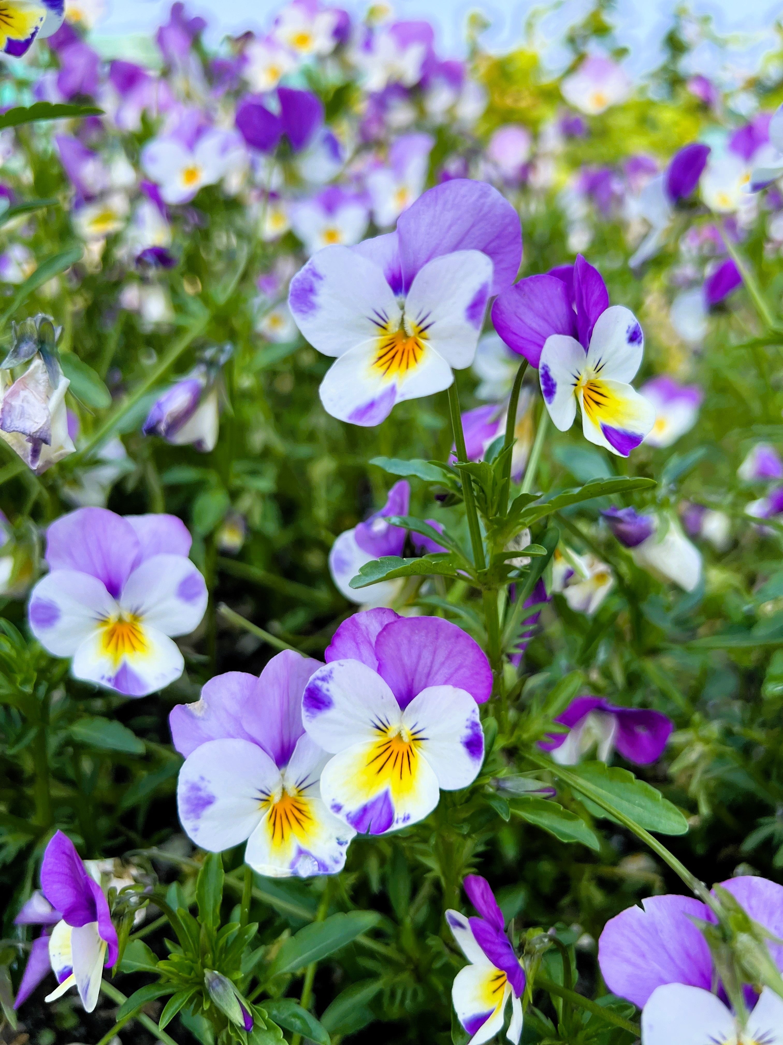 50 Light JOHNNY JUMP UP Viola Tricolor Violet Flower Seeds