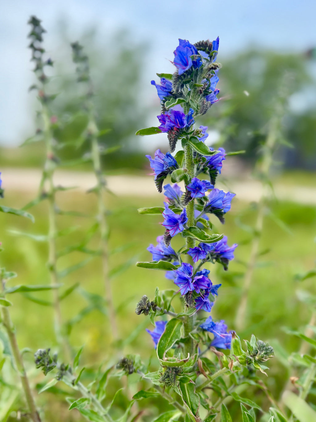 100 Blue VIPERS BUGLOSS Echium Vulgare Blue Flower Seeds