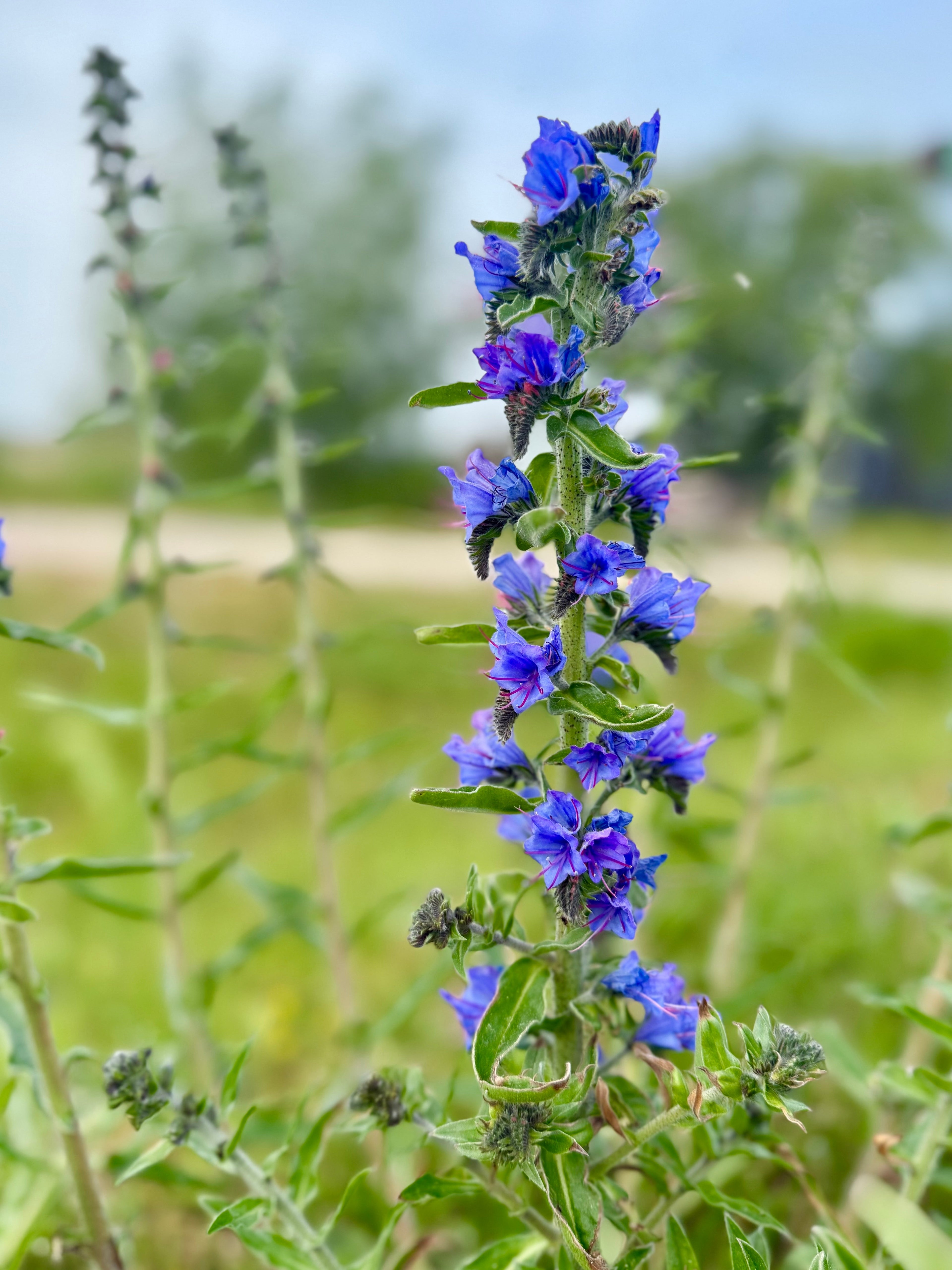 100 Blue VIPERS BUGLOSS Echium Vulgare Blue Flower Seeds