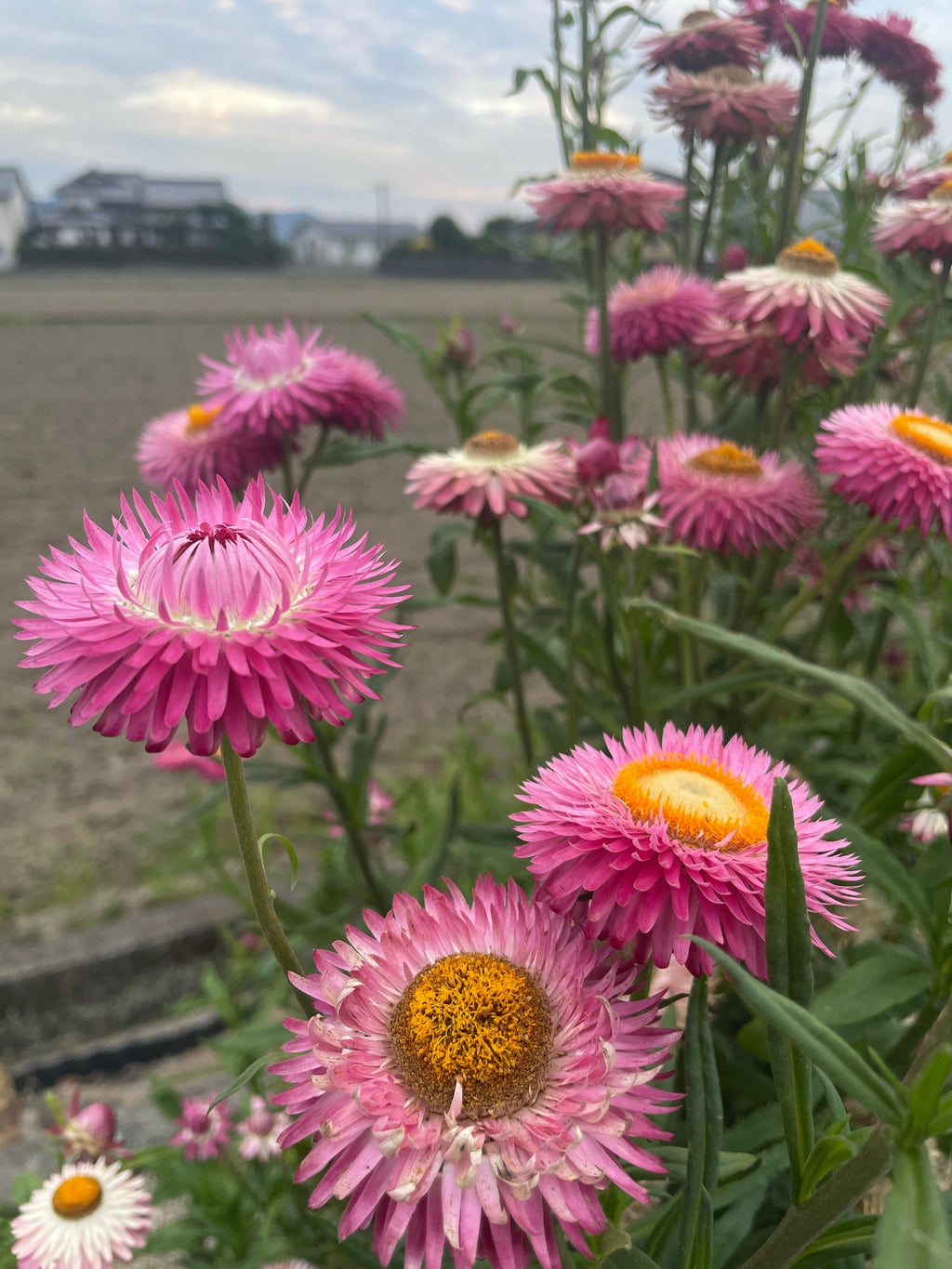 50 PINK DOUBLE STRAWFLOWER Helichrysum  Xerochrysum Bracteatum Flower Seeds