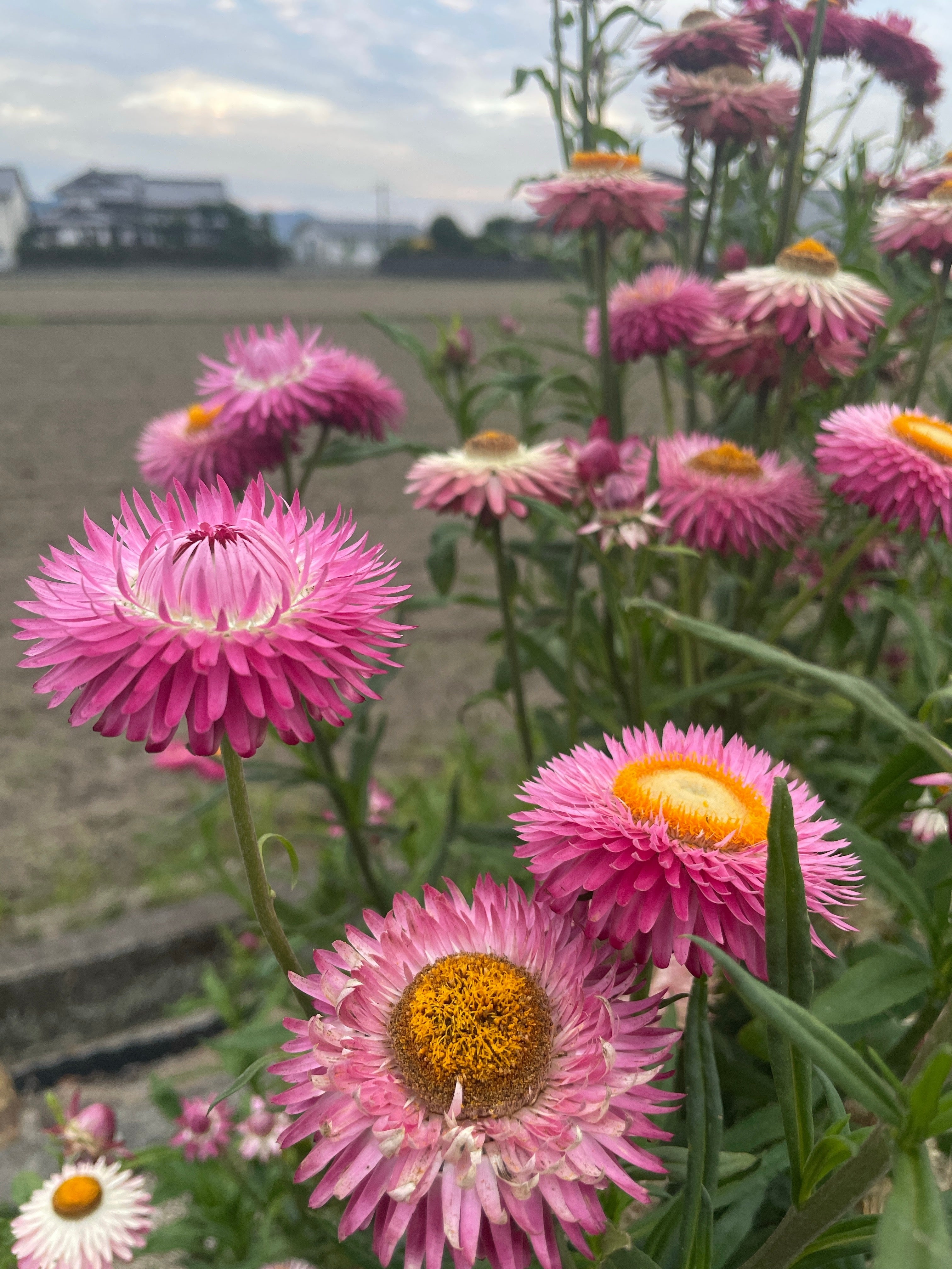 50 PINK DOUBLE STRAWFLOWER Helichrysum  Xerochrysum Bracteatum Flower Seeds