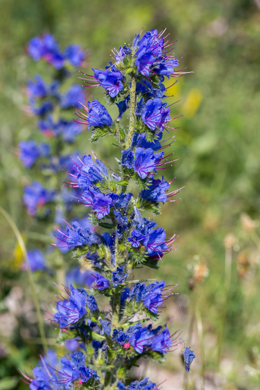 100 Blue VIPERS BUGLOSS Echium Vulgare Blue Flower Seeds