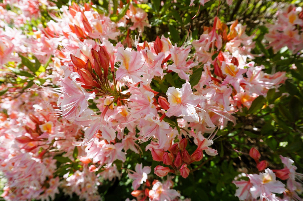 20 WESTERN AZALEA Pink White Yellow Shrub Flower Rhododendron Occidentale Seeds