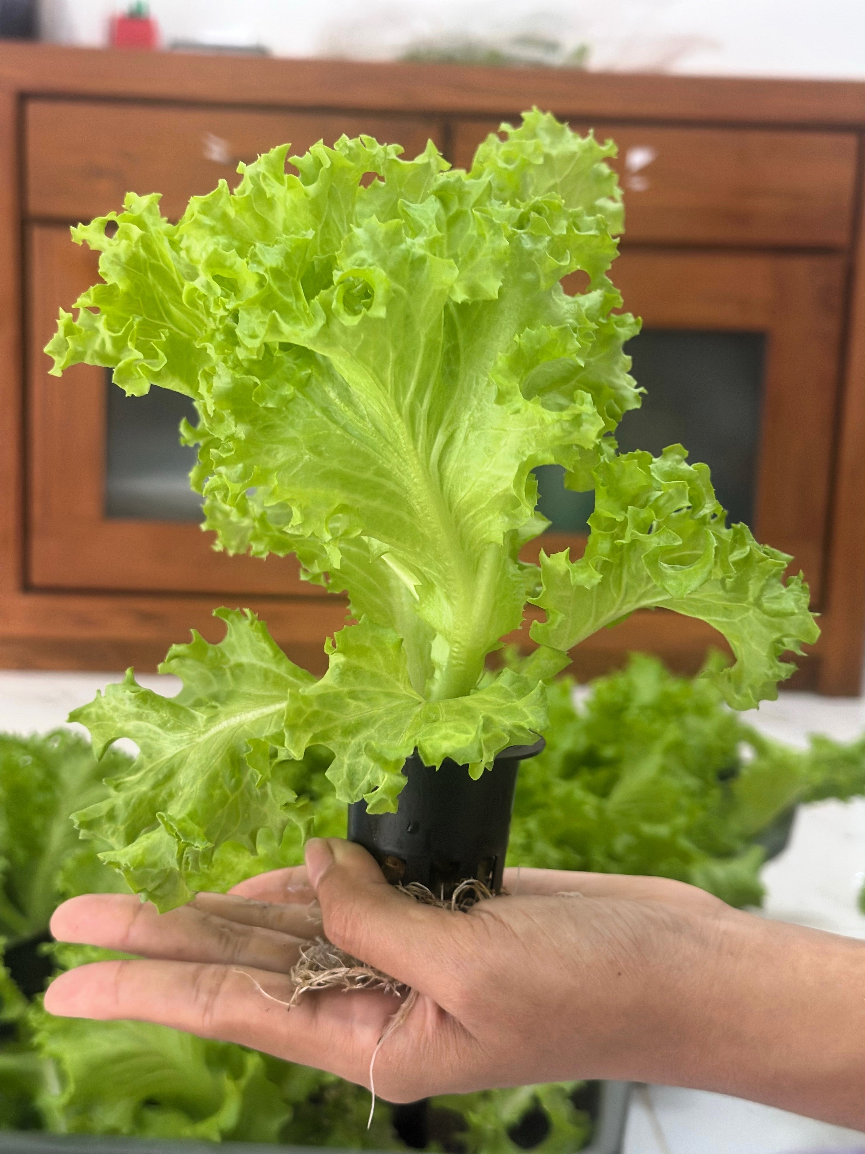 3000 Loose Leaf Green GRAND RAPIDS LETTUCE Lactuca Sativa Vegetable Seeds