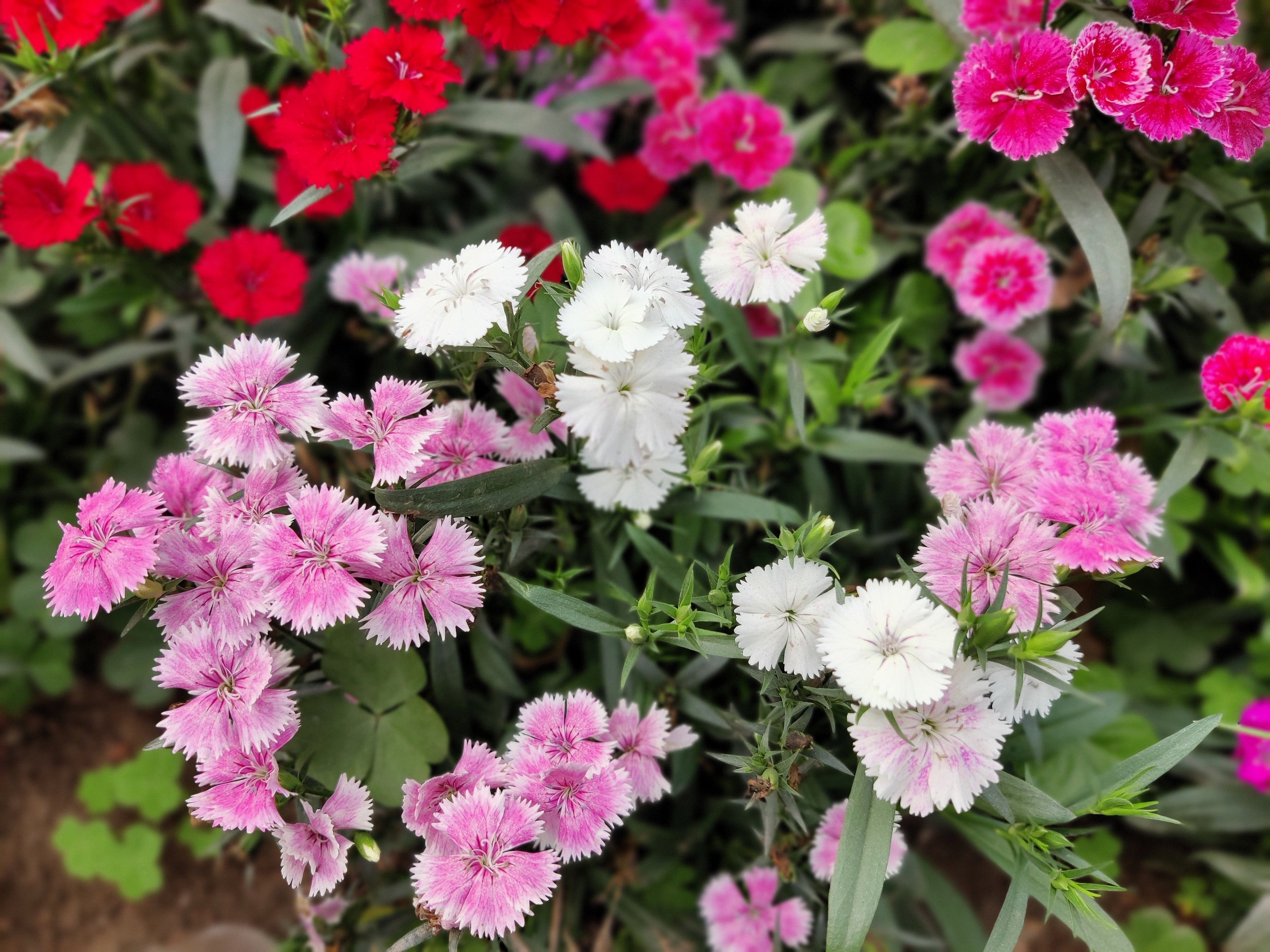 200 COTTAGE PINKS Mixed Colors (Garden, Laced, Feathered Pink) Dianthus Plumarius Flower Seeds