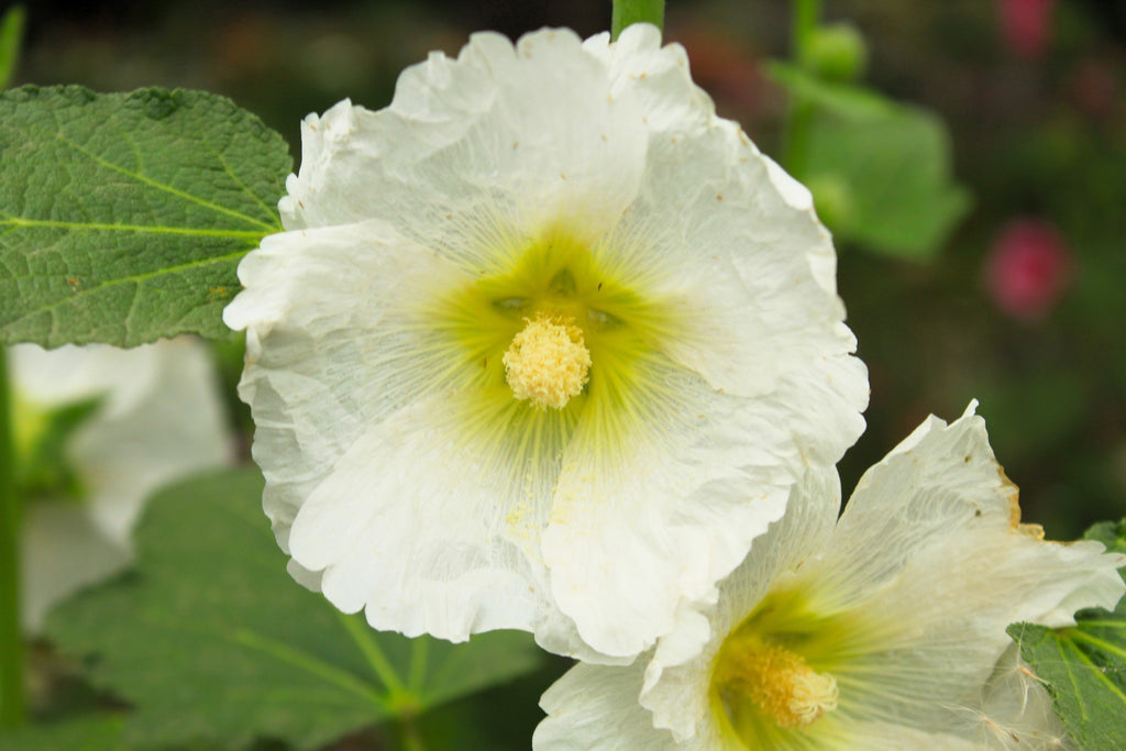 25 WHITE HOLLYHOCK Alcea Rosea Flower Seeds Perennial
