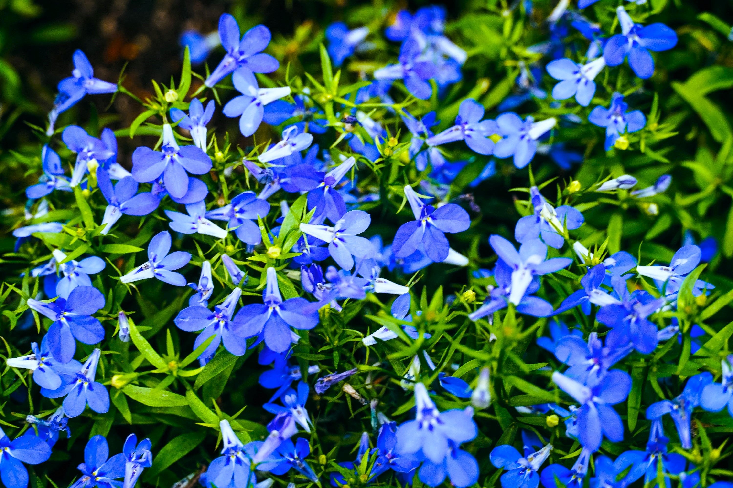 200 BLUE SAPPHIRE LOBELIA Erinus Trailing for Planters or Groundcover Flower Seeds