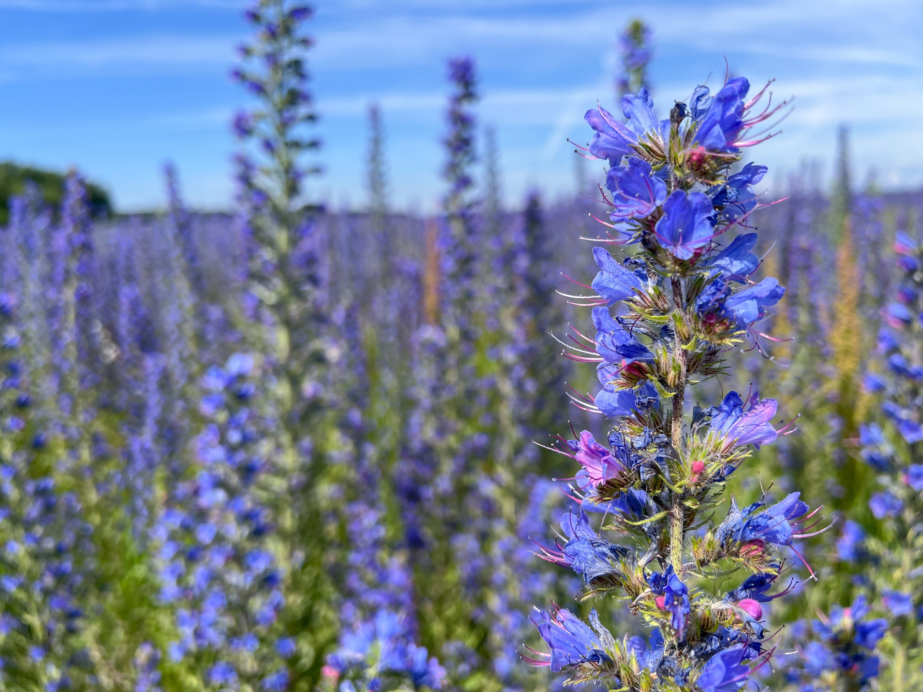 100 Blue VIPERS BUGLOSS Echium Vulgare Blue Flower Seeds