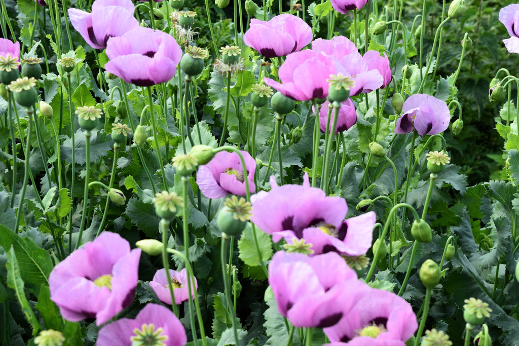 1000 LAVENDER POPPY Purple Papaver Somniferum Flower Seeds