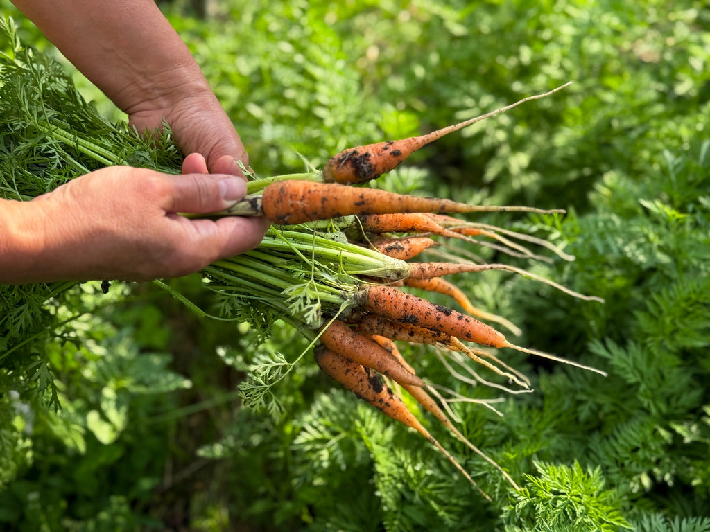 1500 LITTLE FINGERS CARROT Daucus Carota Vegetable Seeds