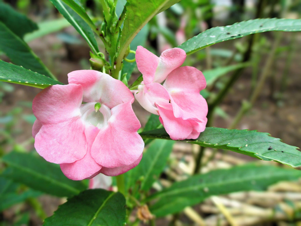 100 IMPATIENS (Balsam / Lady Slipper / Touch Me Not) Impatiens Balsamina Flower Seeds