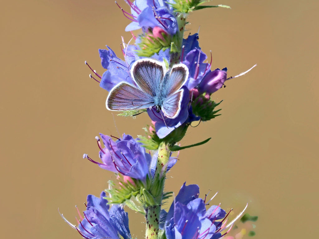 100 Blue VIPERS BUGLOSS Echium Vulgare Blue Flower Seeds