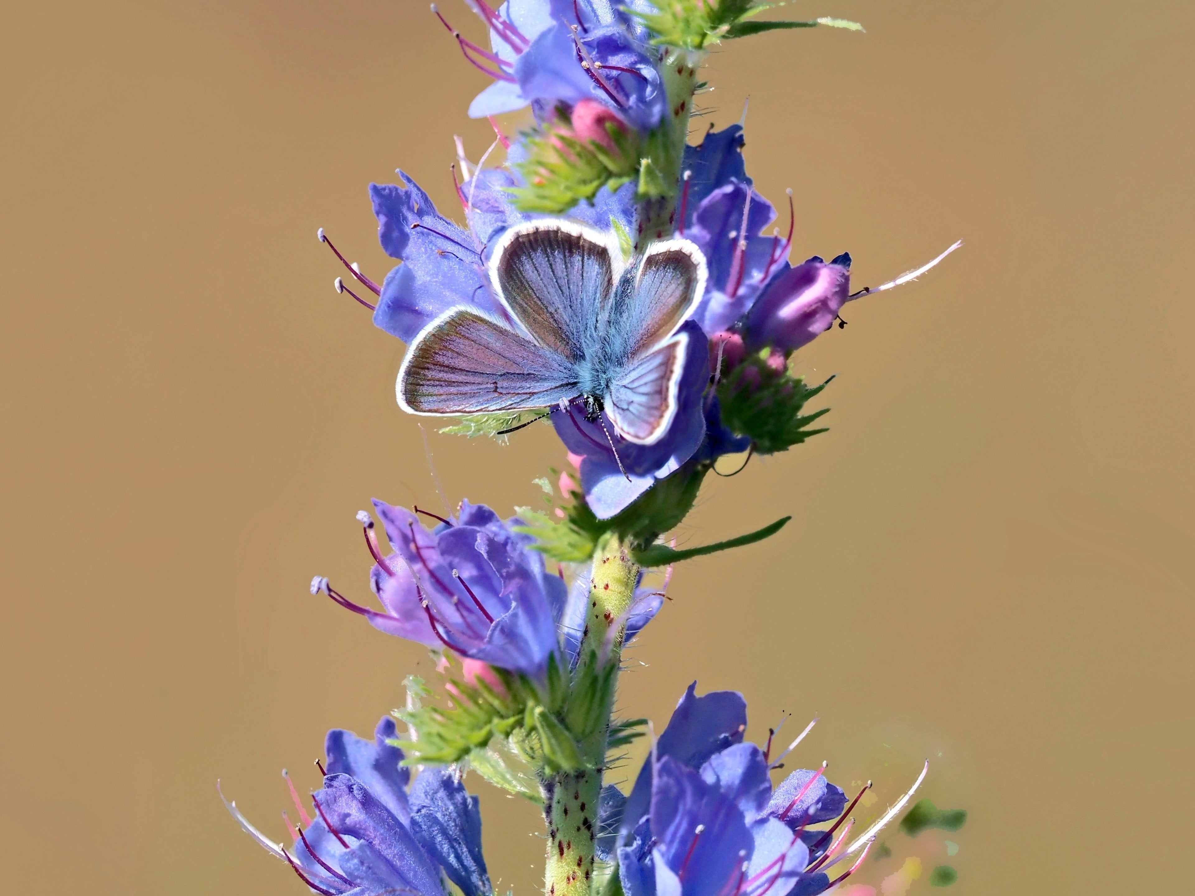 100 Blue VIPERS BUGLOSS Echium Vulgare Blue Flower Seeds