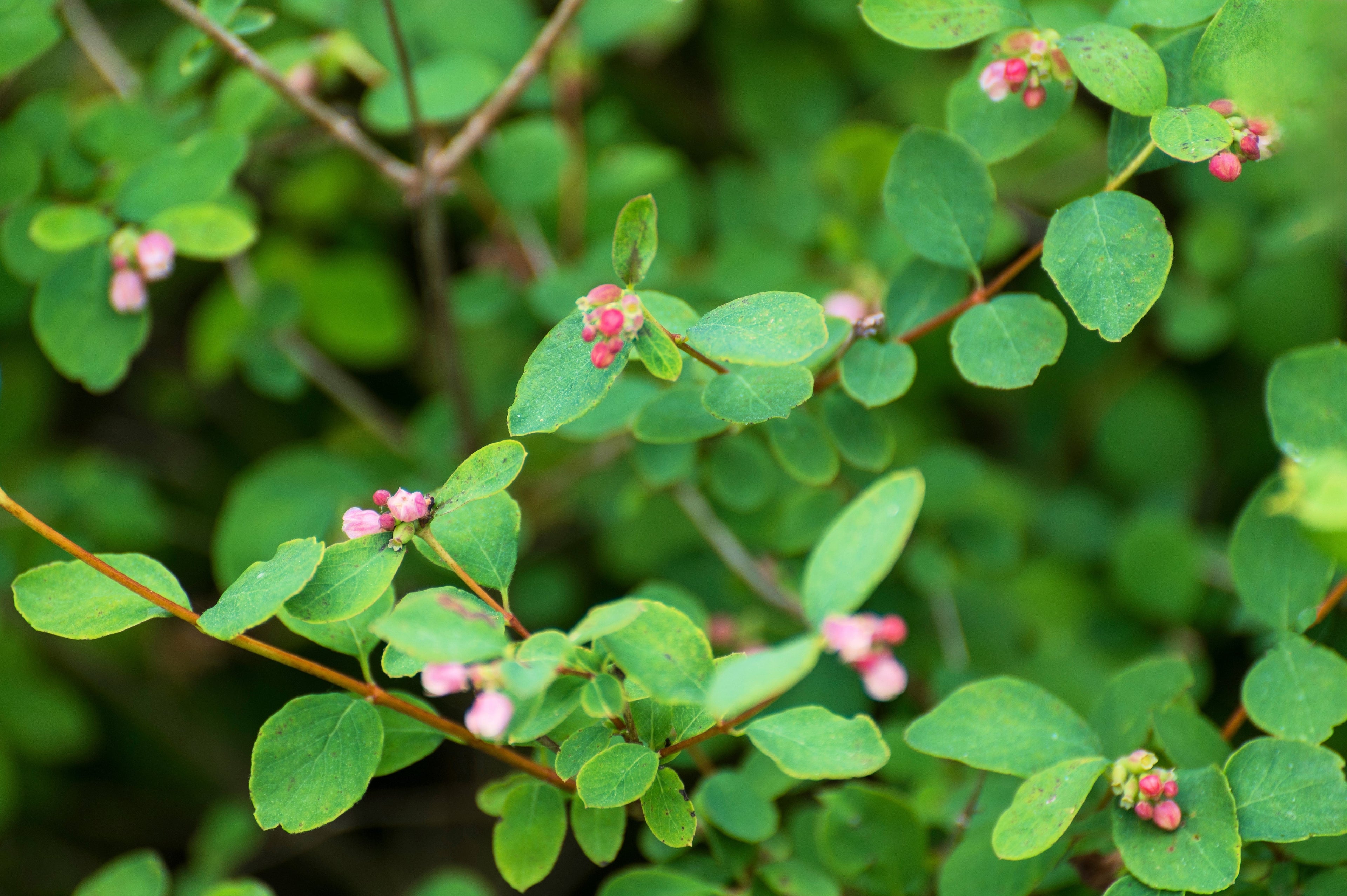 10 Dwarf CREEPING SNOWBERRY Shrub White Pink Flower Symphoricarpos Mollis Seeds