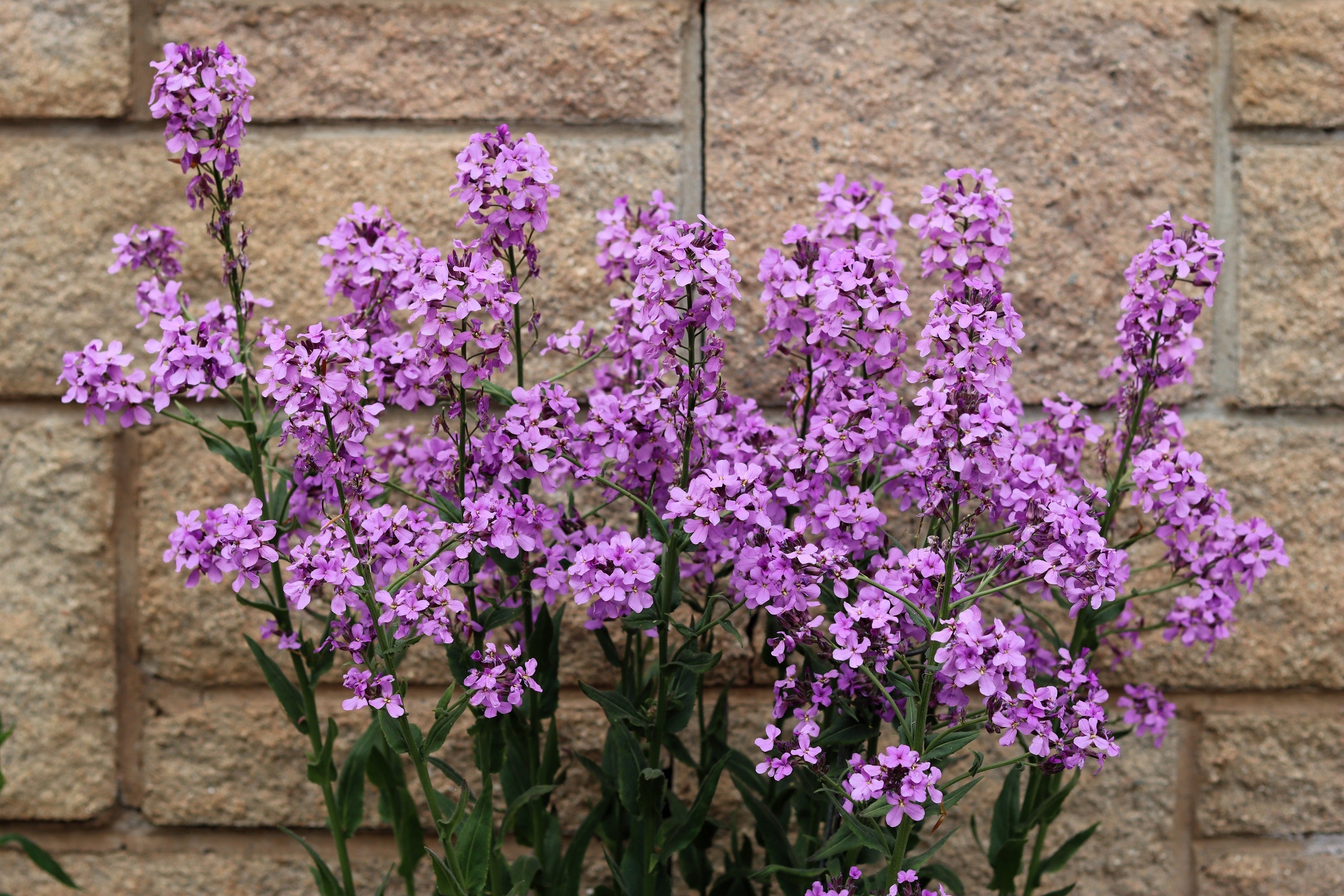 100 LUNARIA Biennis ( MONEY PLANT / Silver Dollar / Honesty / Moonwort / L Annua ) Flower Seeds