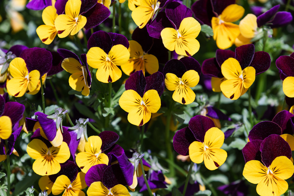 50 Dark JOHNNY JUMP UP Violet Viola Tricolor Flower Seeds