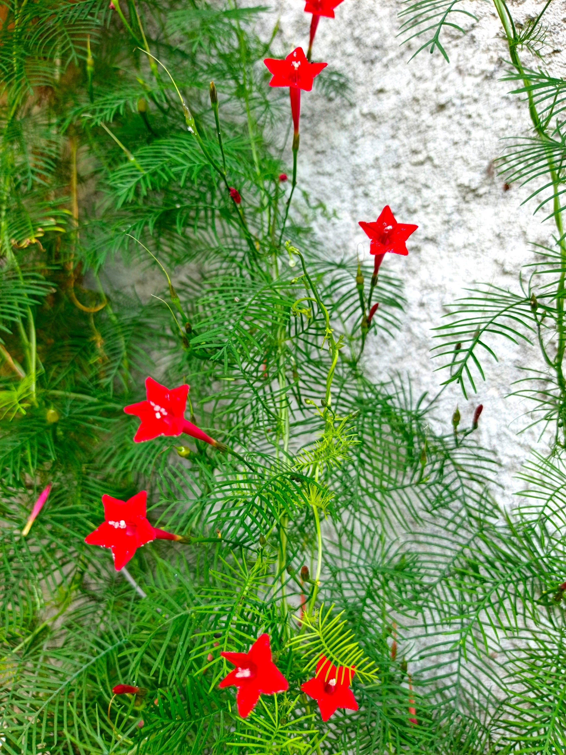 50 CYPRESS VINE MIX Ipomoea Quamoclit Convolvulus Hummingbird Star Morning Glory Cardinal Creeper Flower Seeds - Mixed Colors Red Pink White