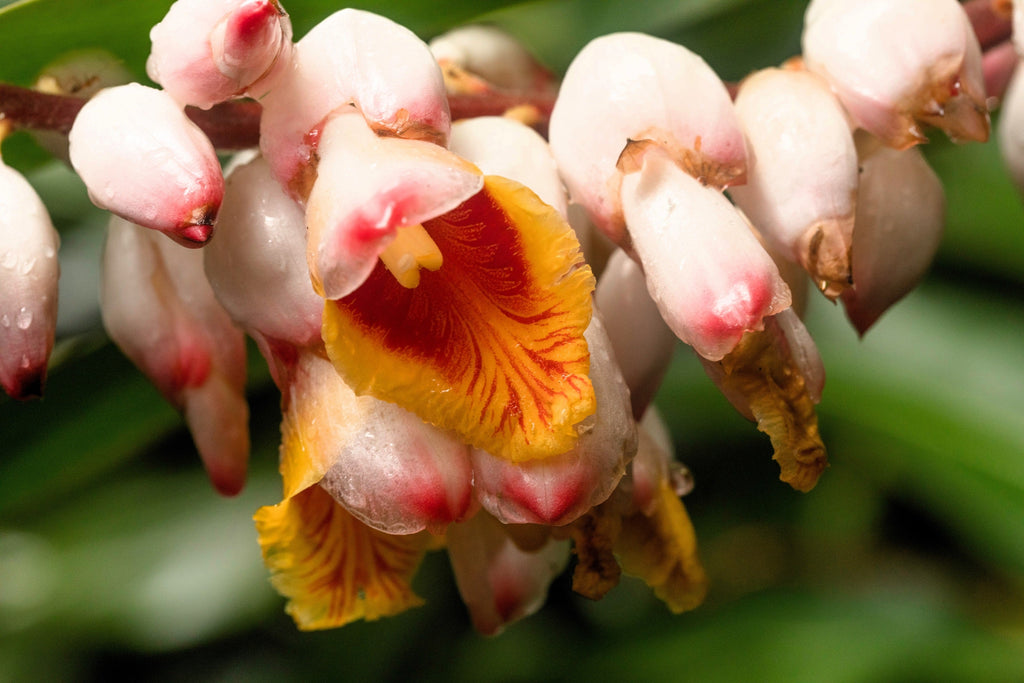 5 KAT GINGER Pink & Yellow Shell Alpinia Katsumadai Hayata Flower Herb Seeds