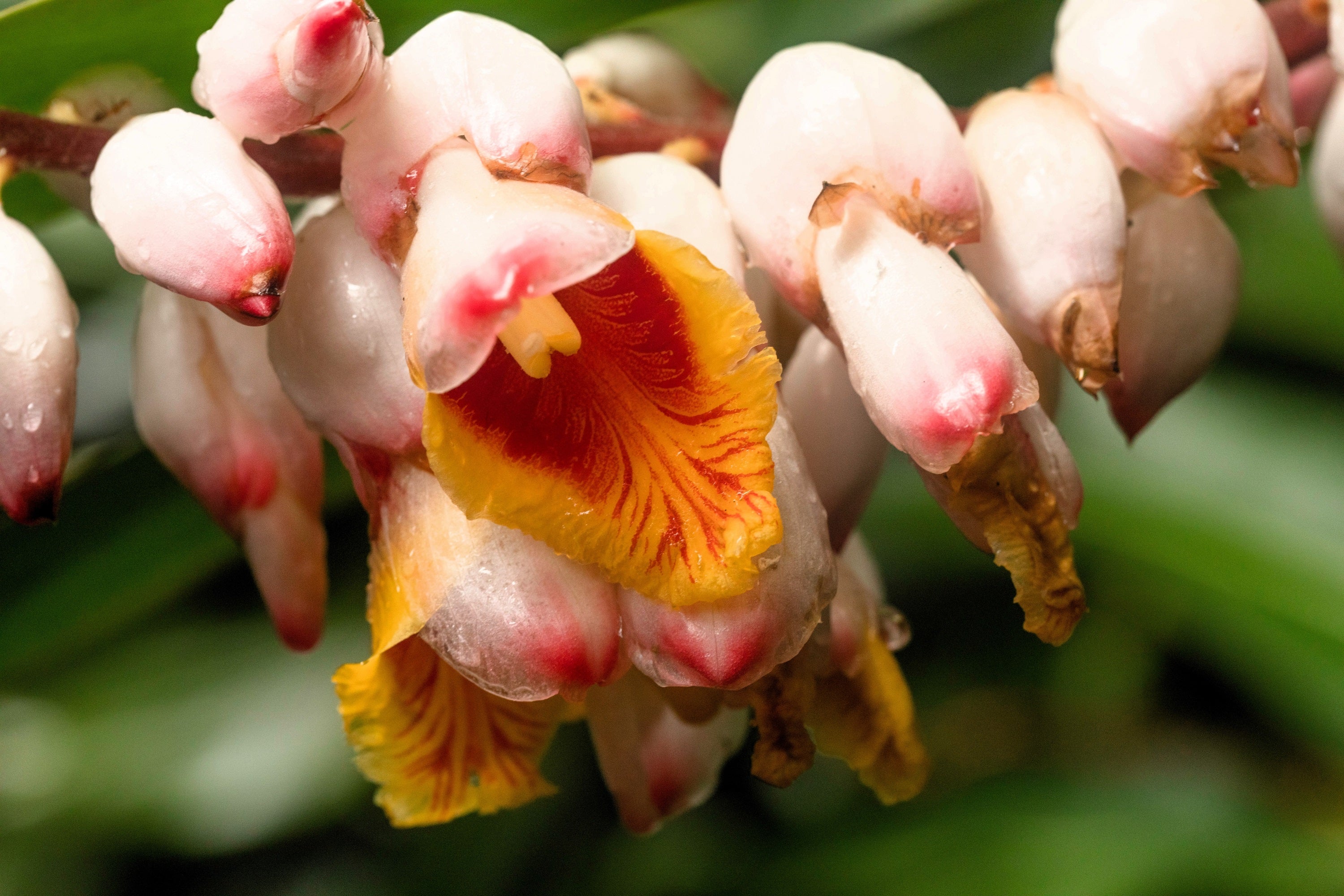 5 KAT GINGER Pink & Yellow Shell Alpinia Katsumadai Hayata Flower Herb Seeds