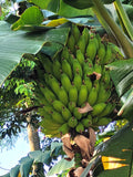 5 PLANTAIN BANANA Musa Balbisiana Hardy Red Flowering Sweet Wild Fruit Tree Seeds