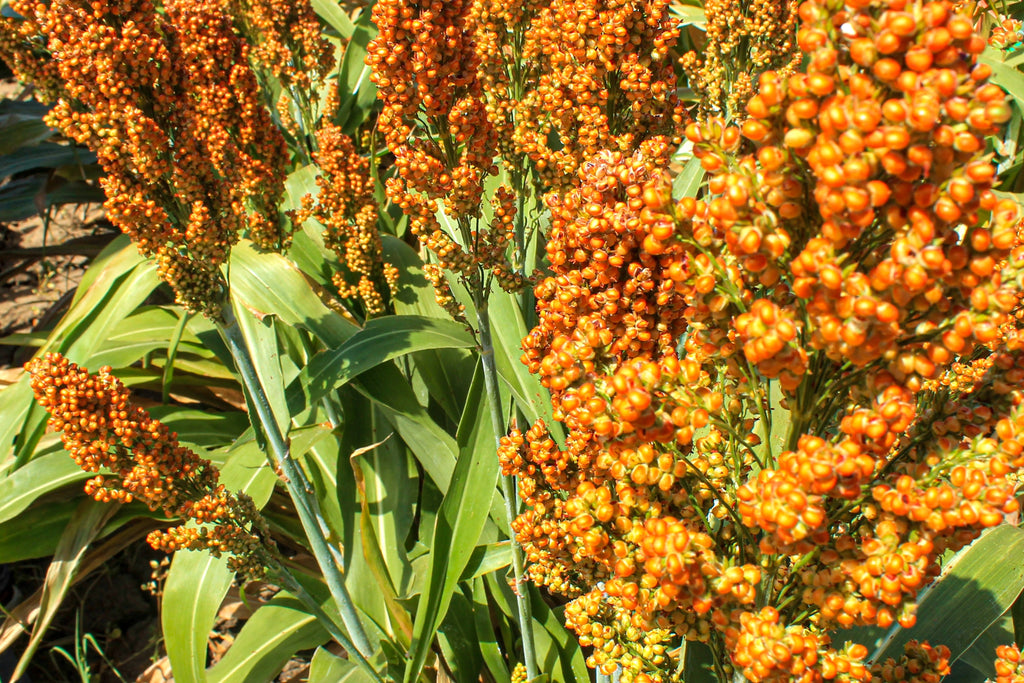 20 Syrup ROX ORANGE SORGHUM Waconia Sugar Cane Bicolor Vegetable Grain Seeds