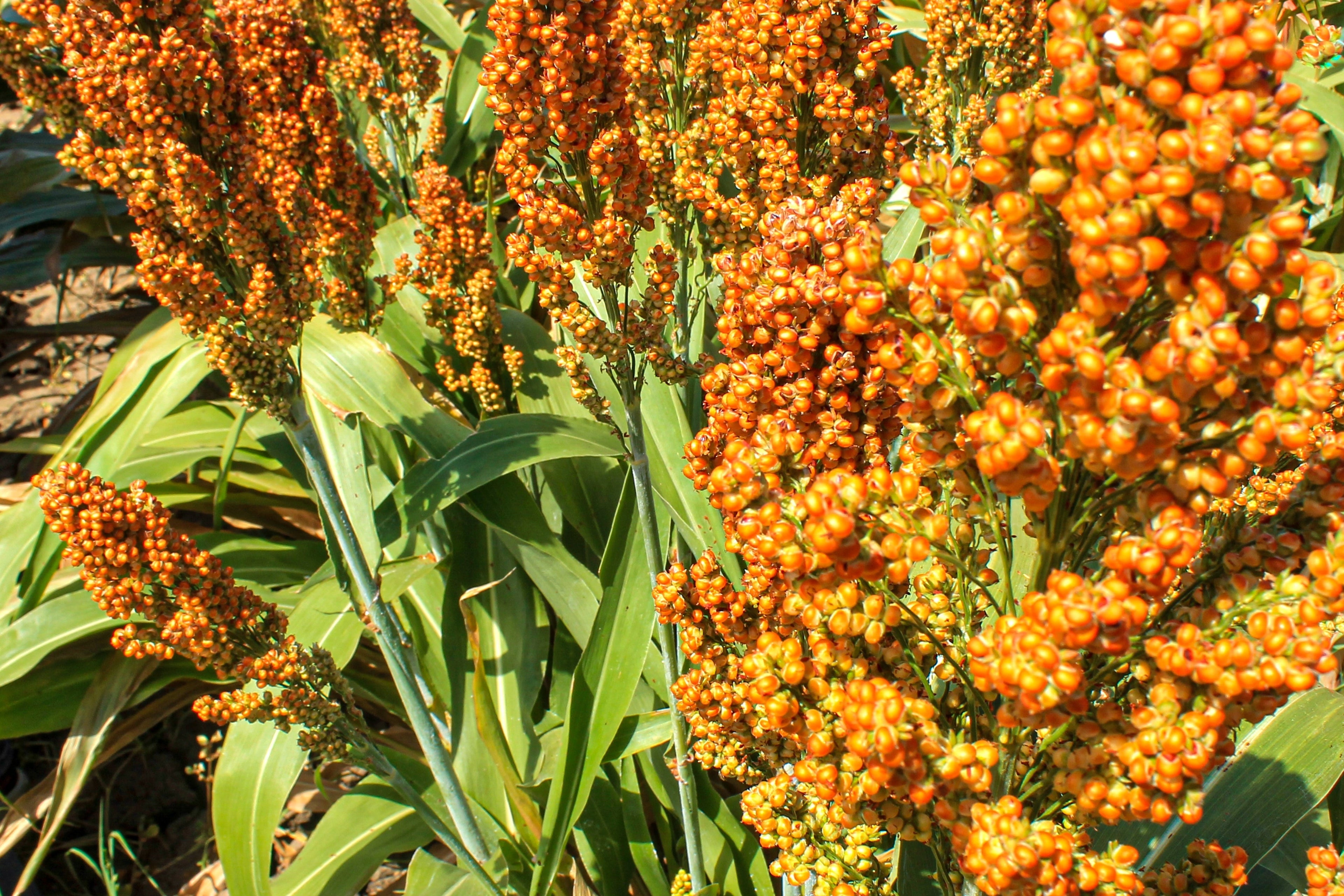 20 Syrup ROX ORANGE SORGHUM Waconia Sugar Cane Bicolor Vegetable Grain Seeds