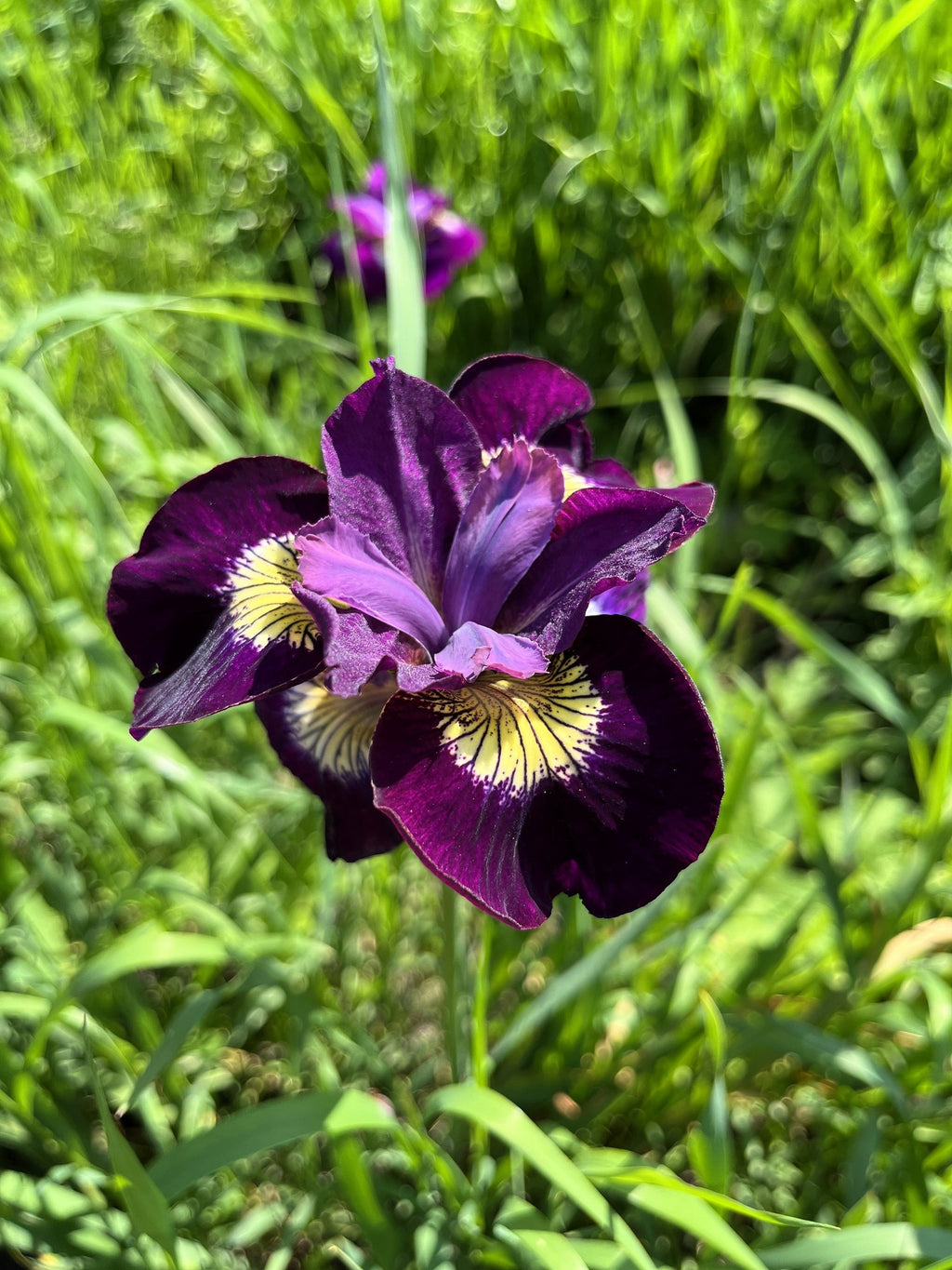 20 MIXED SIBERIAN IRIS Sibirica Iris Bicolor Blue Red White Yellow Purple Siberian Flag Flower Seeds