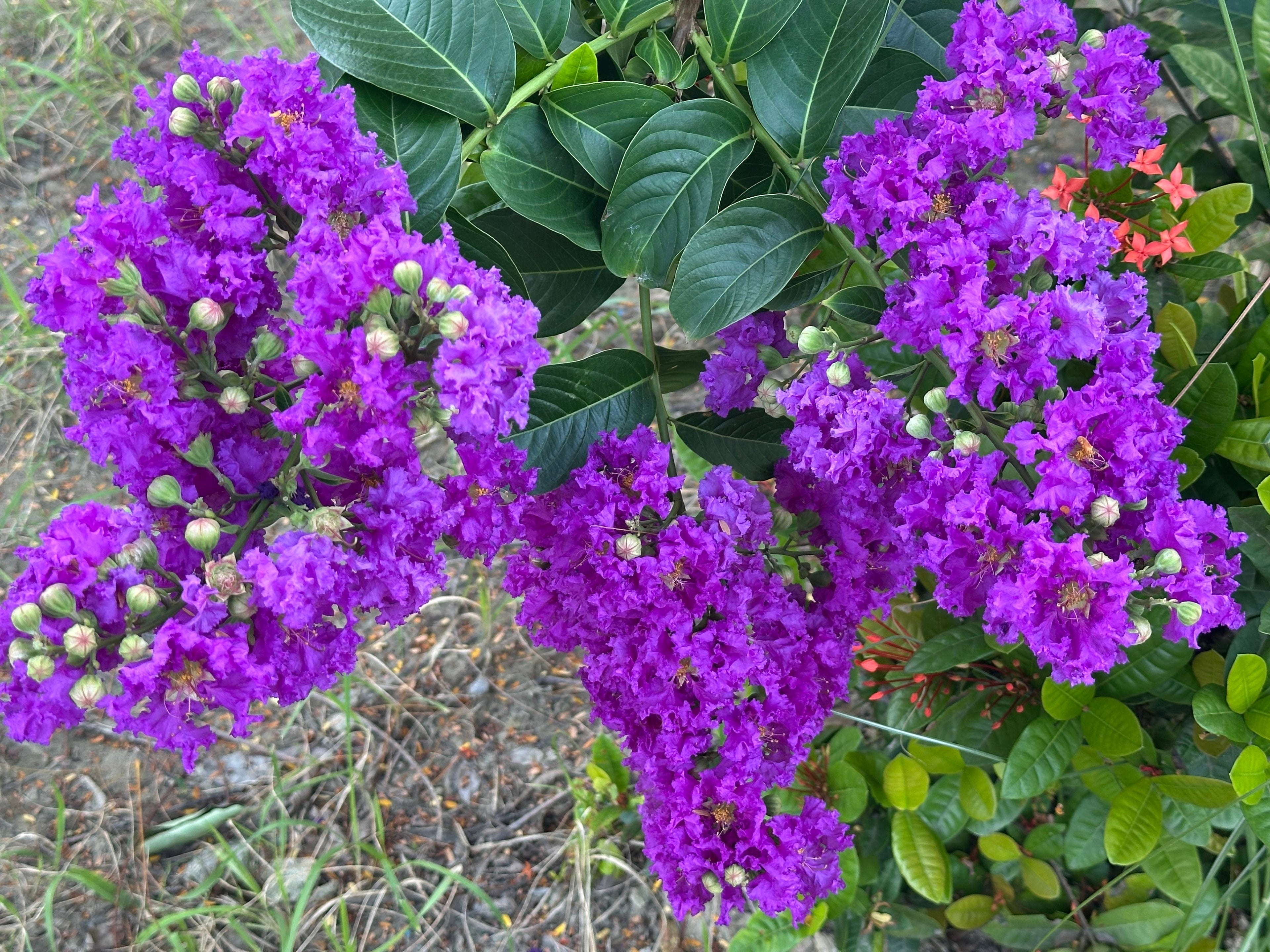 50 MIXED CREPE MYRTLE Lagerstroemia Indica Tree Shrub Crape  6 Color Mix - Red, Purple, Light Pink, Dark Pink, White, & Lilac Flower Seeds