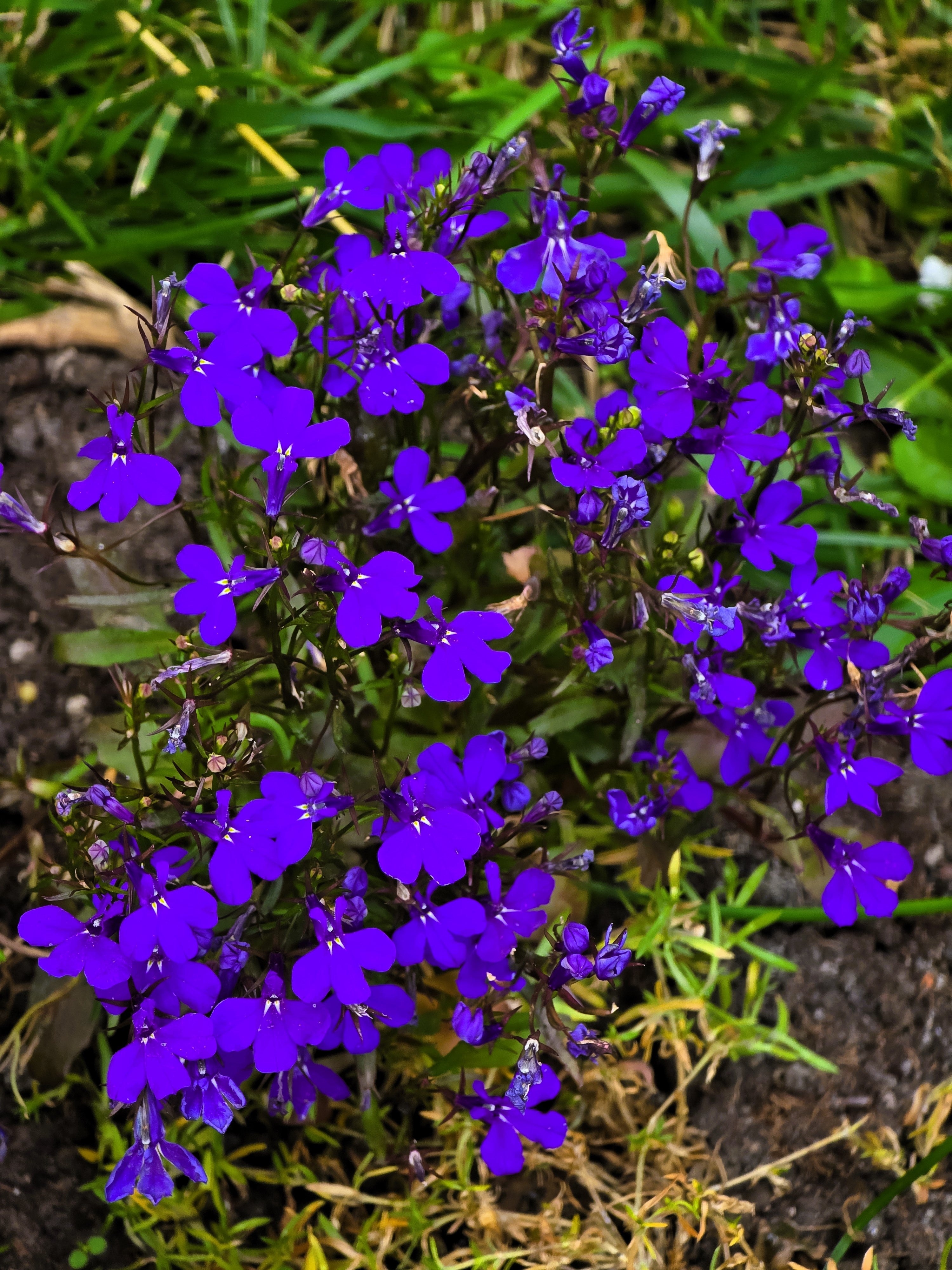 200 CRYSTAL PALACE LOBELIA Regatta Purple Blue Lobelia Erinus Flower Seeds