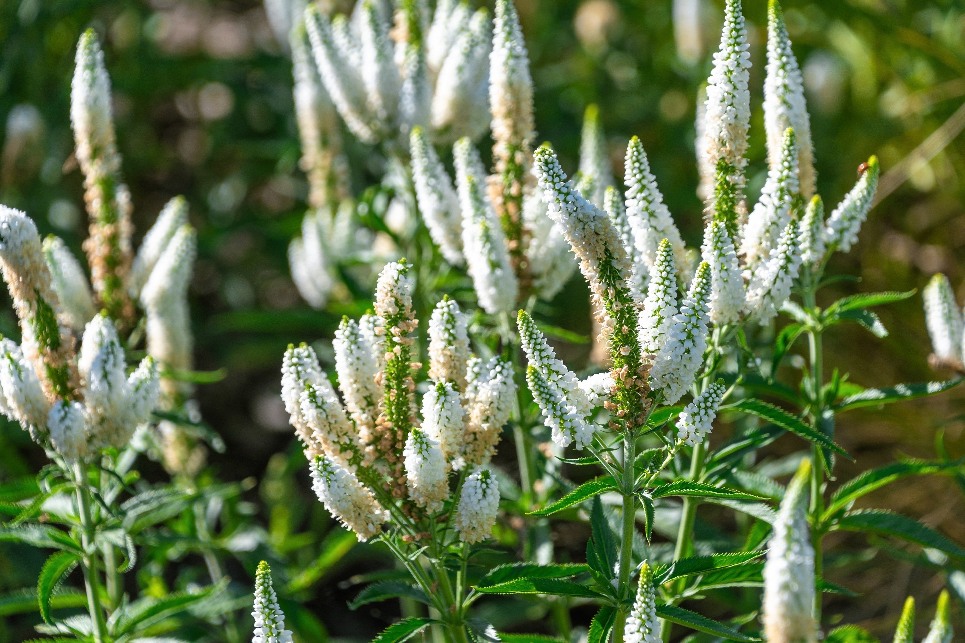 50 Mixed Colors VERONICA SIGHTSEEING MIXTURE (Spike Speedwell) Veronica Spicata Flower Seeds