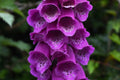1000 PINK & PURPLE Mix FOXGLOVE Digitalis Flower Seeds