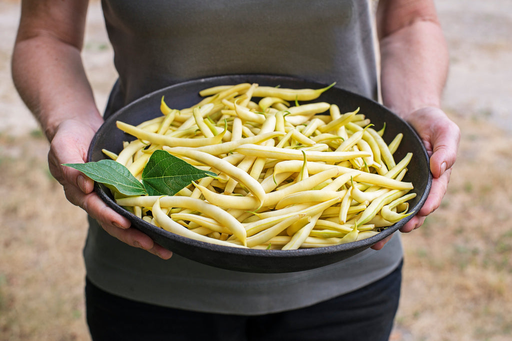 25 GOLDRUSH GREEN BEAN Bright Yellow Wax Bean Phaseolus Vulgaris Vegetable Seeds