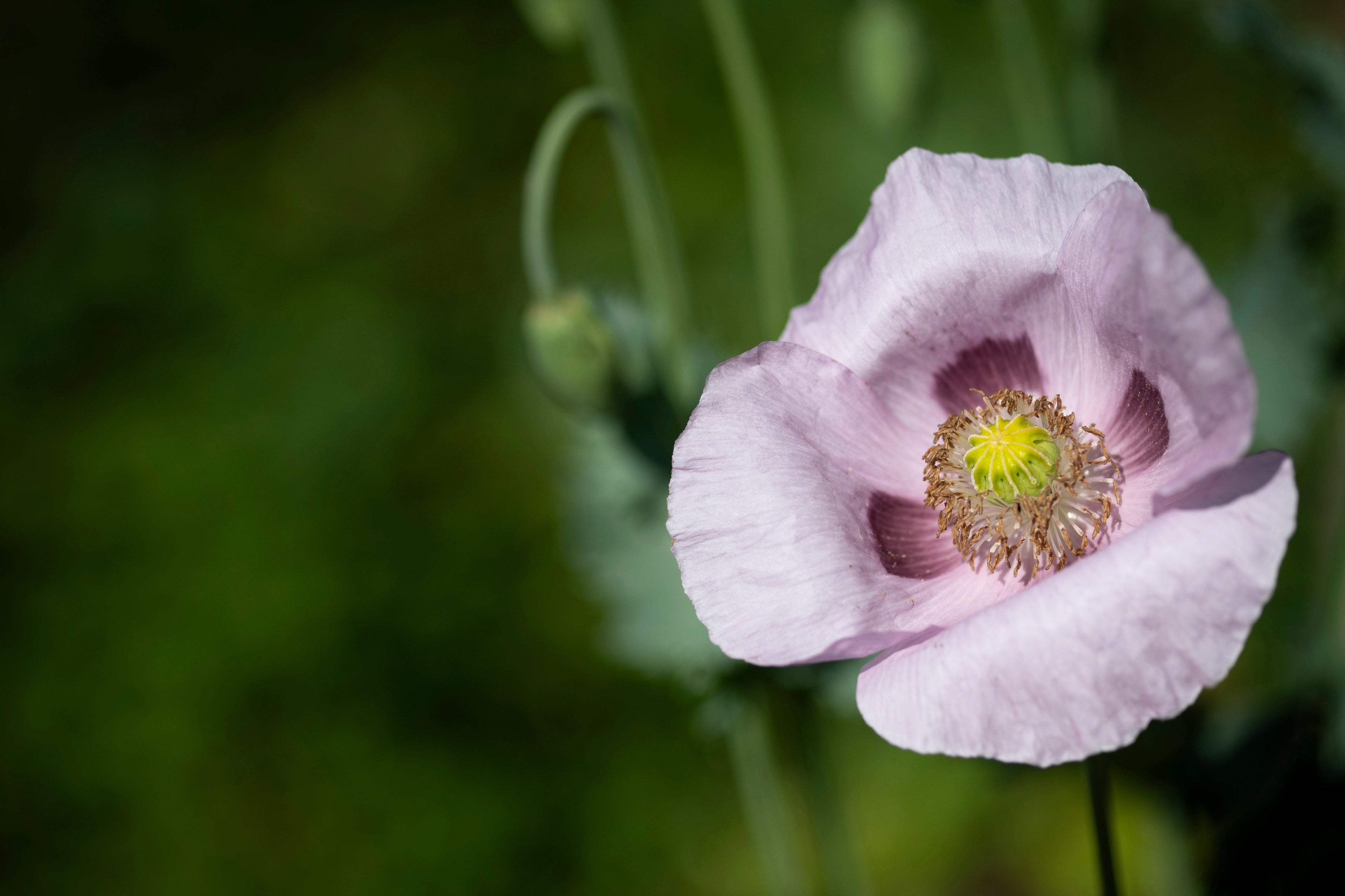 350 TASMANIAN Purple & White POPPY Papaver Somniferum Flower Seeds