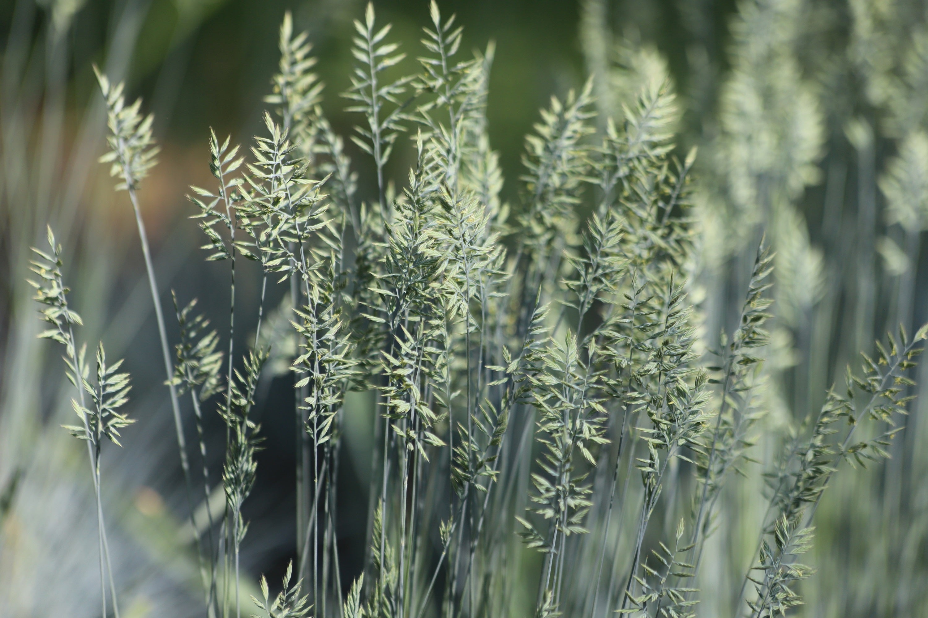 100 BLUE Sheeps FESCUE GRASS Festuca Ovina Glauca Cinerea Seeds