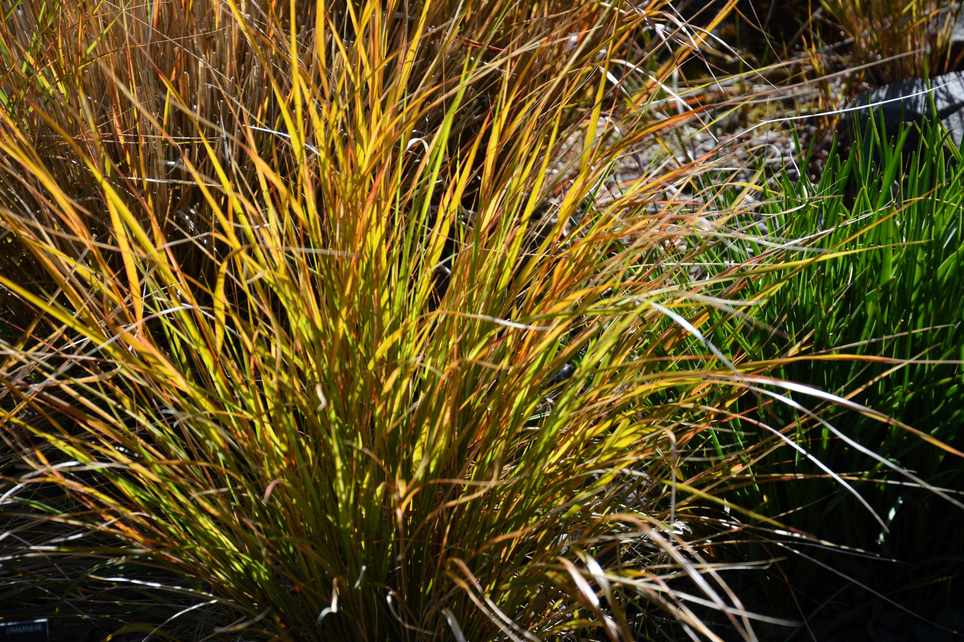 50 PHEASANT TAILS GRASS Feather Reed New Zealand Wind Stipa Arundinacea syn Anemanthele Lessoniana Ornamental Grass Seeds