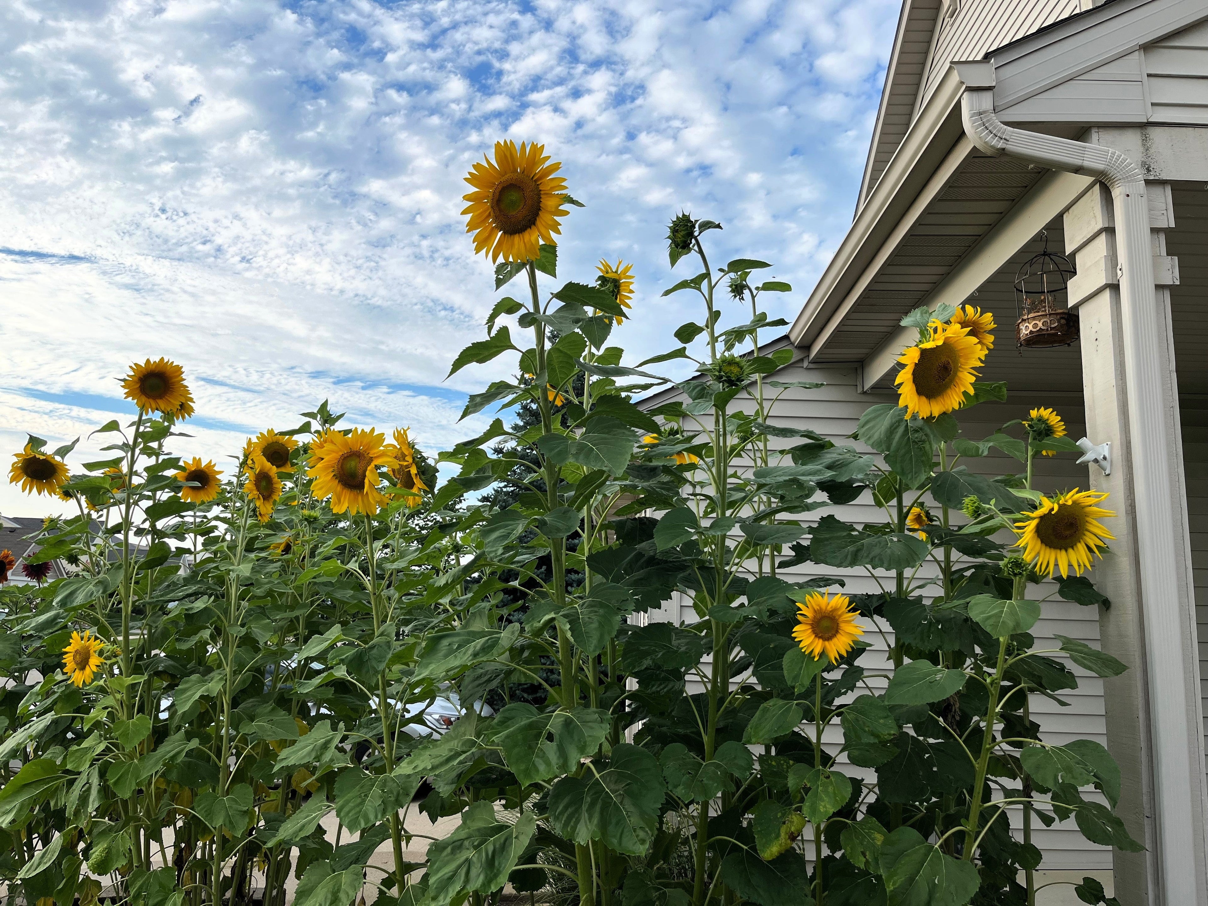 50 SKYSCRAPER SUNFLOWER Helianthus Annuus Flower Seeds