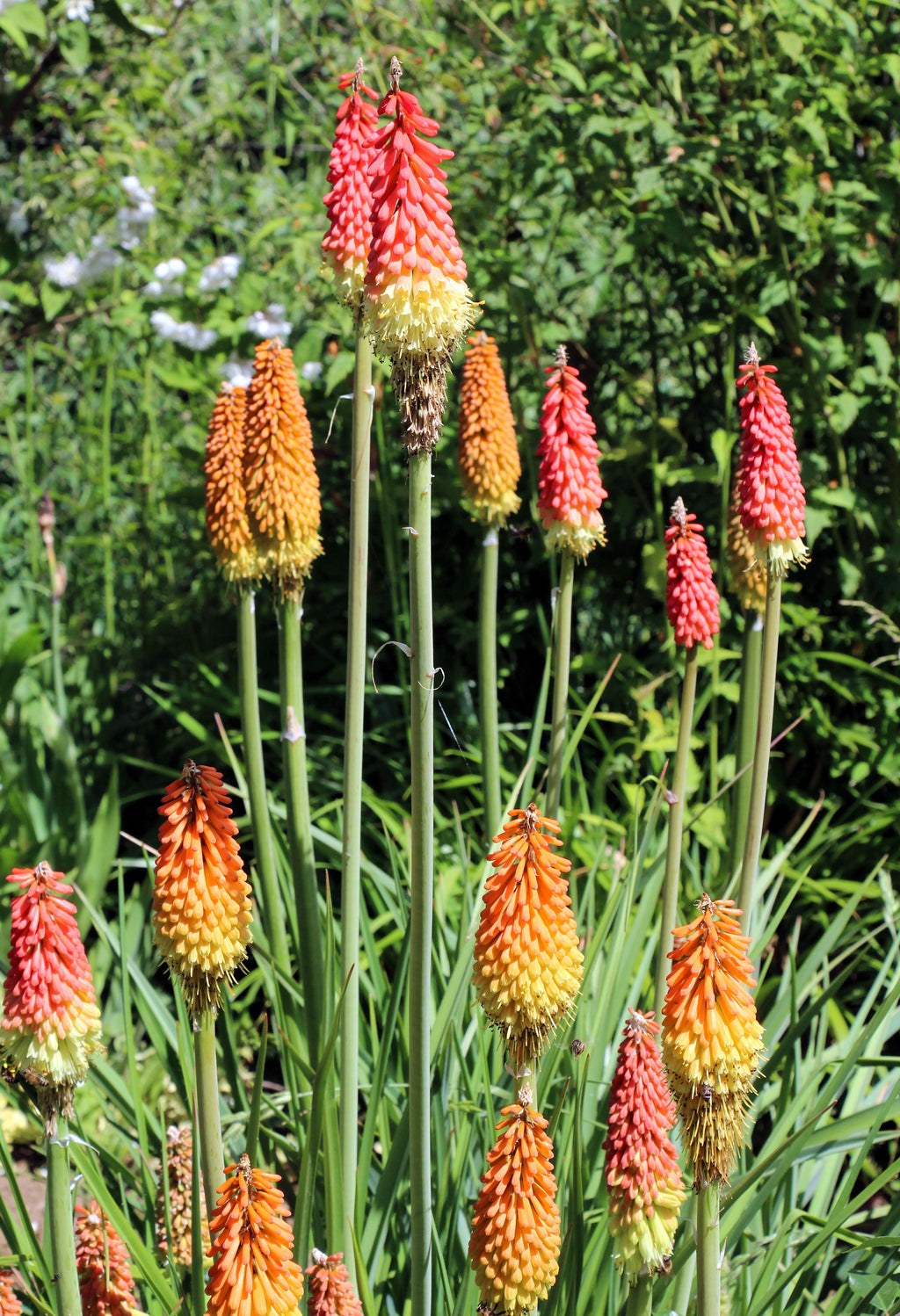50 TORCH LILY Red Hot Poker / Tritoma / Kniphofia Uvaria Flower Seeds