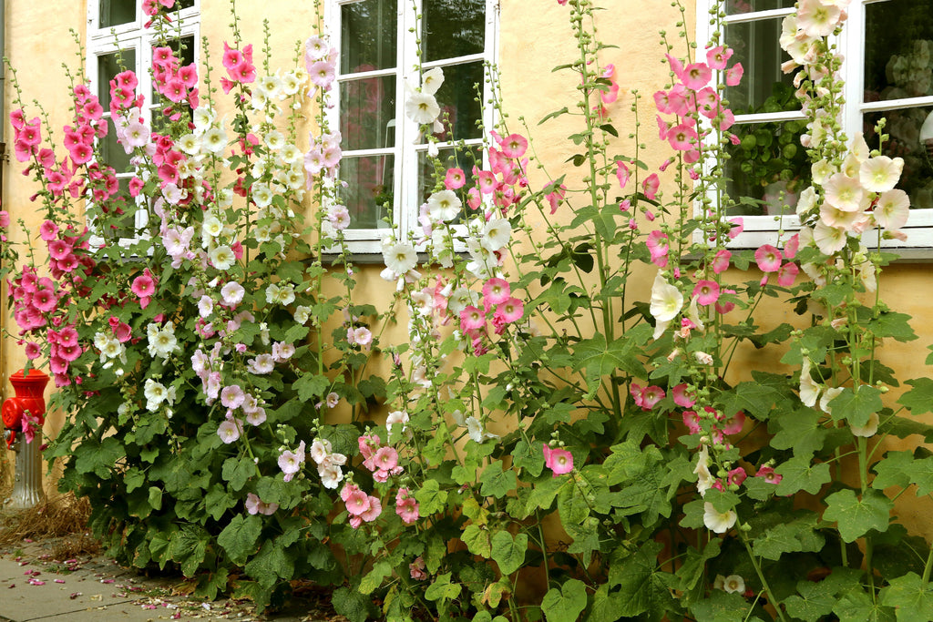 50 Mixed Colors HOLLYHOCK COUNTRY ROMANCE Mix Alcea Rosea Flower Seeds