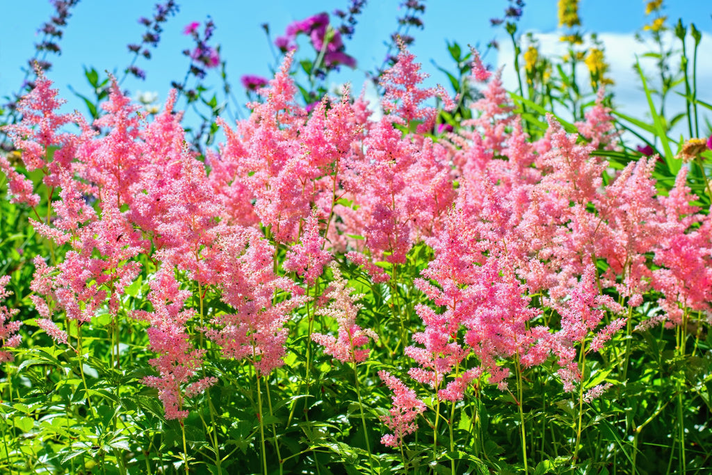 100 PINK MIX ASTILBE (False Spirea / False Goats Beard) Astilbe Chinensis Flower Seeds
