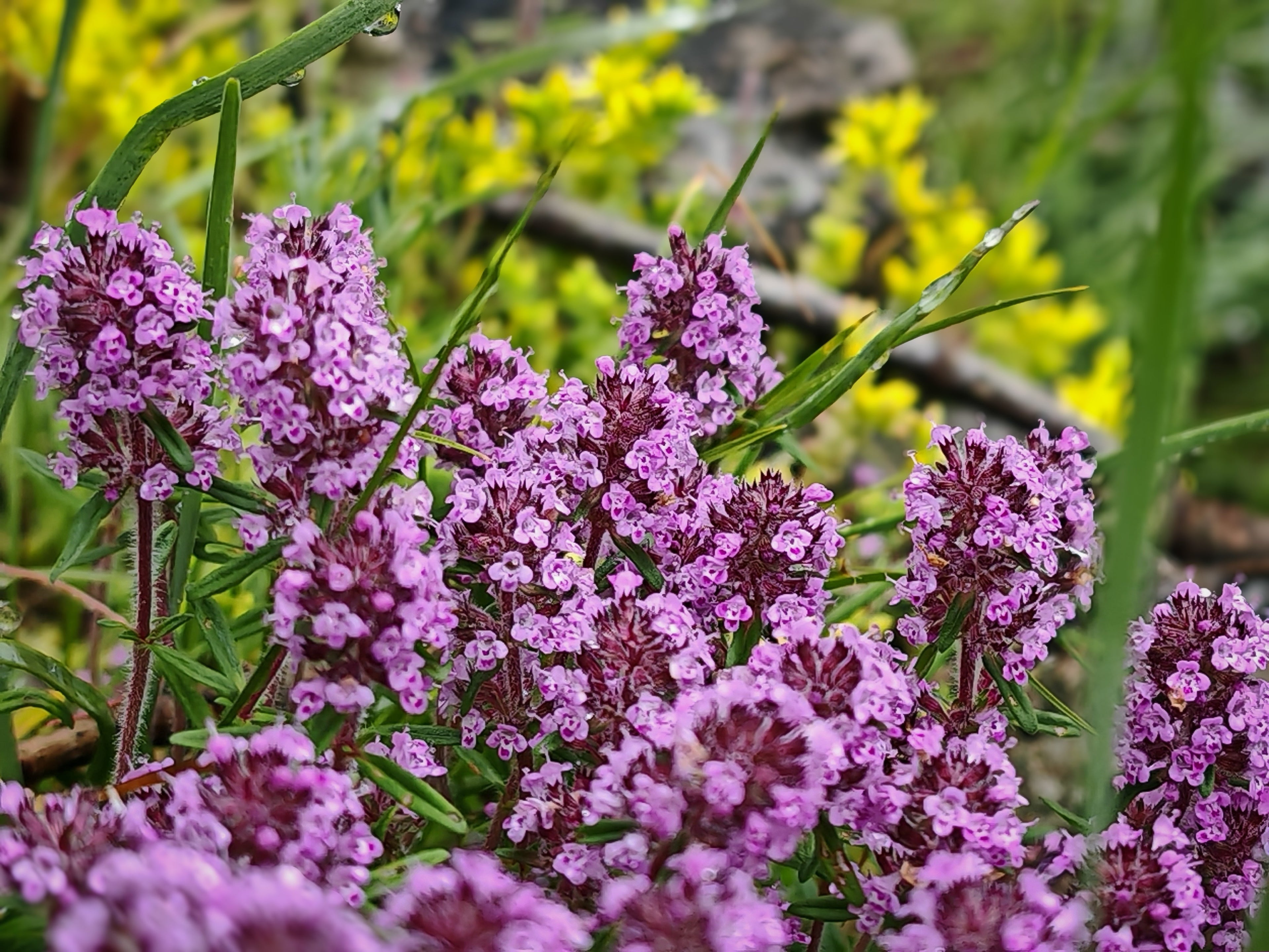 100 MOTHER OF THYME aka Lemon Broadleaved Large Thyme Thymus Pulegioides Herb Pink Flower Seeds