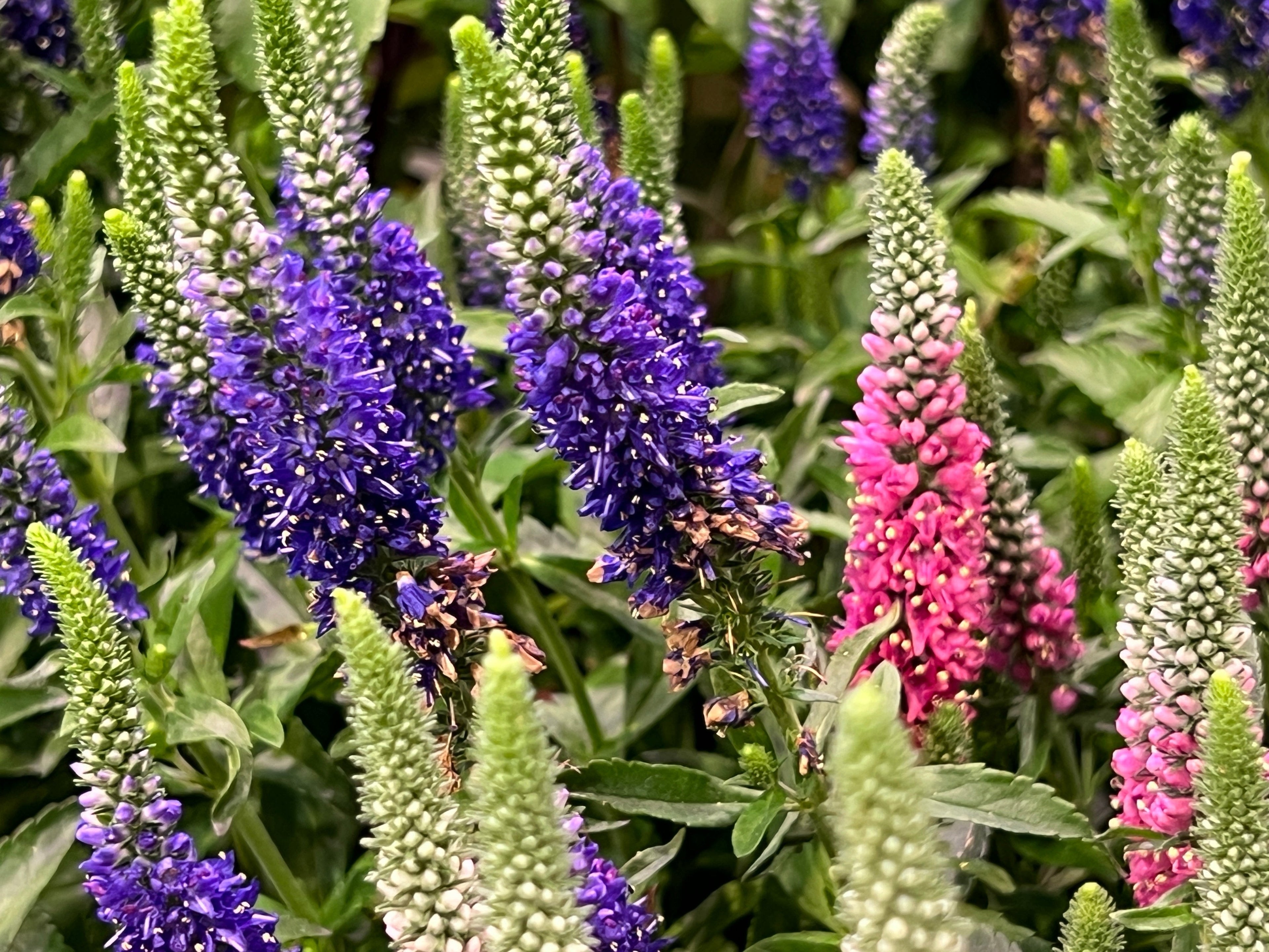 50 Mixed Colors VERONICA SIGHTSEEING MIXTURE (Spike Speedwell) Veronica Spicata Flower Seeds