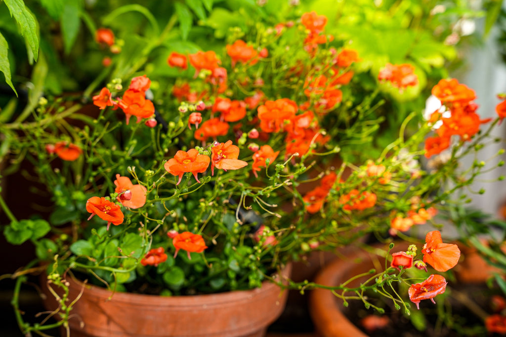 50 SCARLET MASK FLOWER Hummingbird Plant Red Alonsoa Warscewiczii Seeds