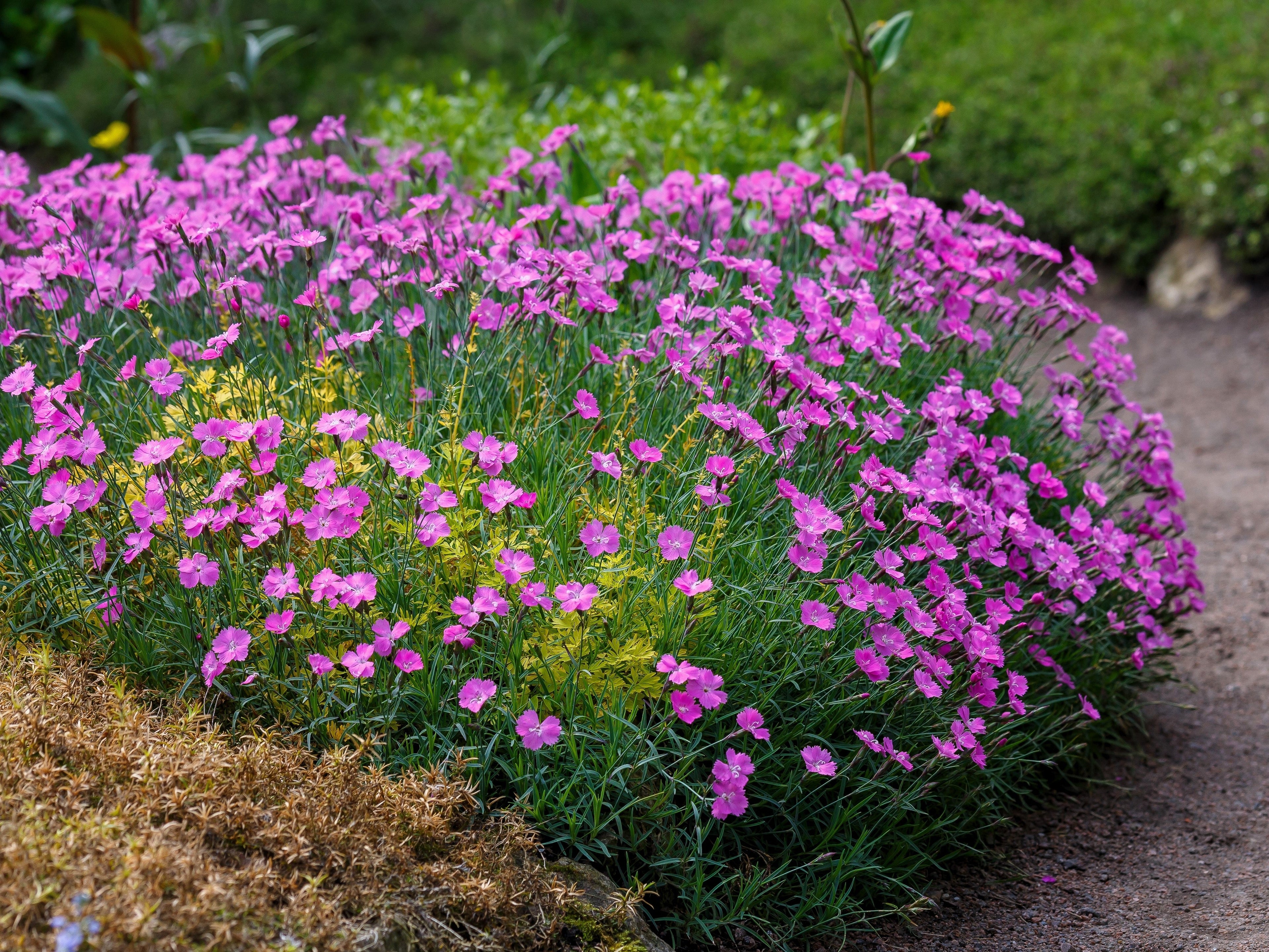 200 COTTAGE PINKS Mixed Colors (Garden, Laced, Feathered Pink) Dianthus Plumarius Flower Seeds